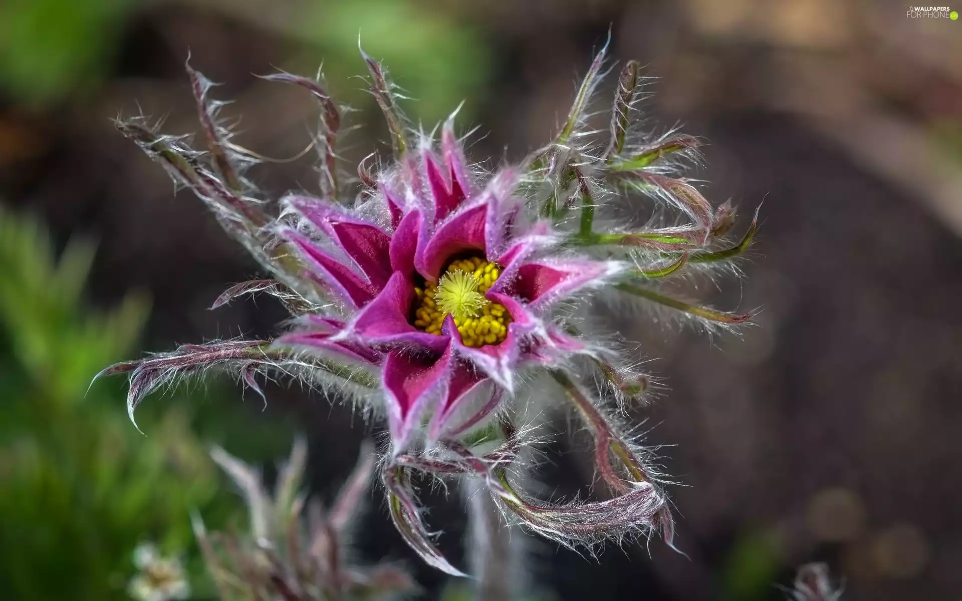 Pulsatilla vulgaris, Colourfull Flowers