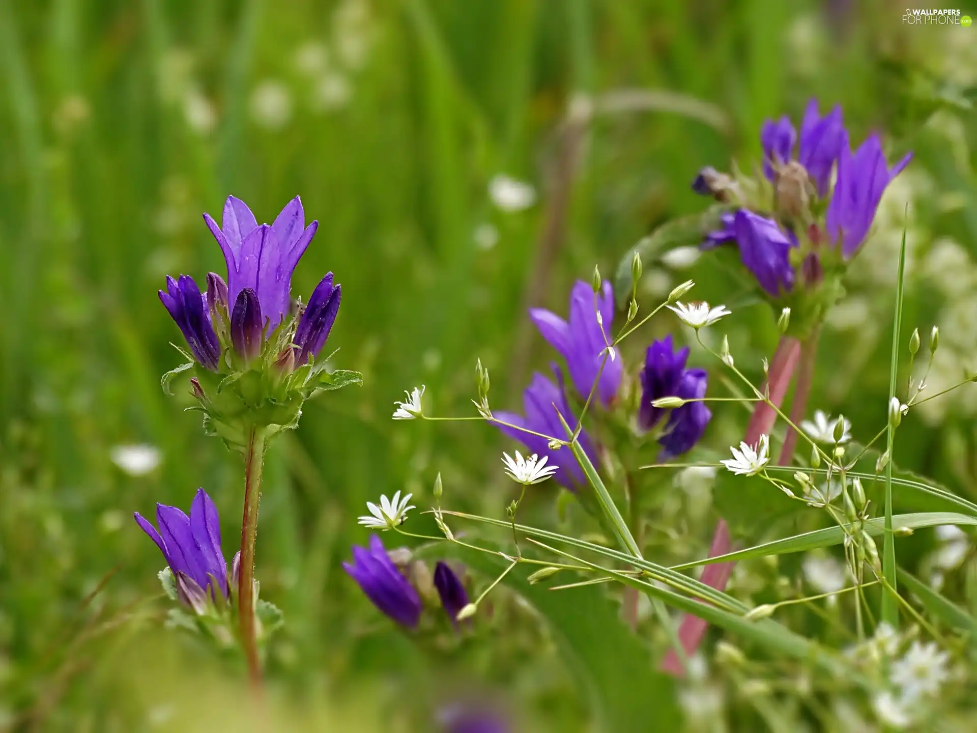 purple, Flowers