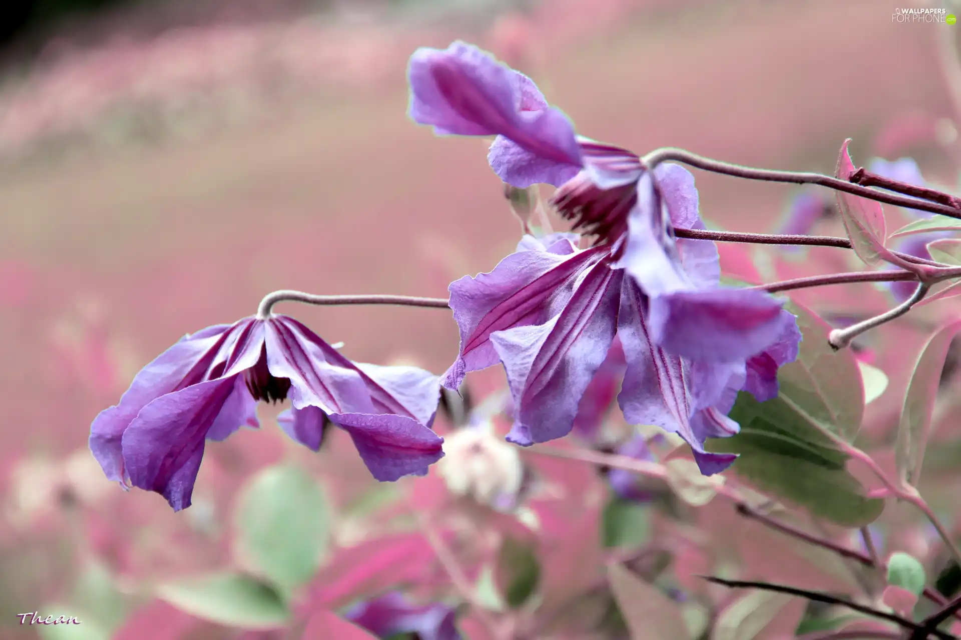 purple, Flowers