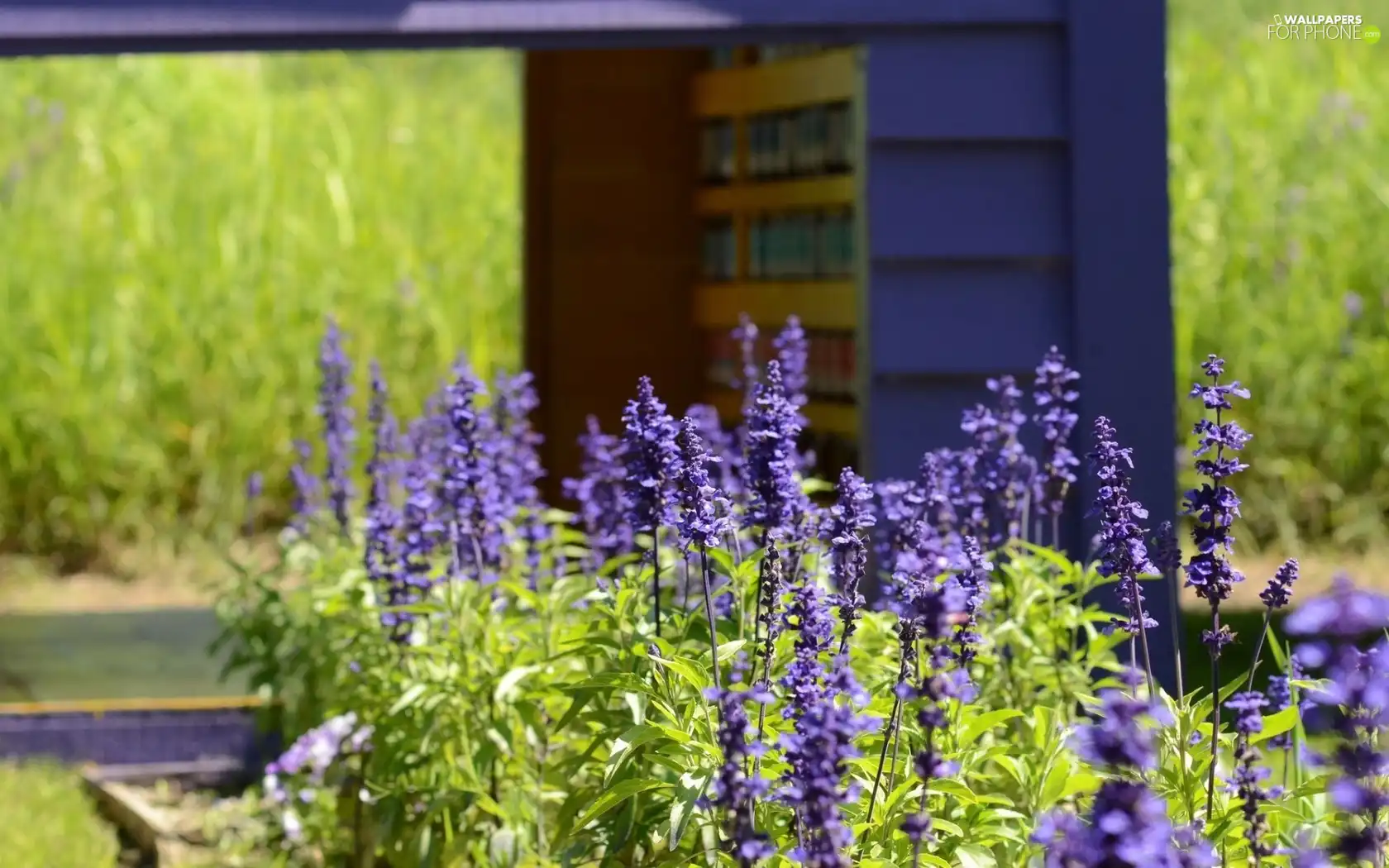 purple, flowers