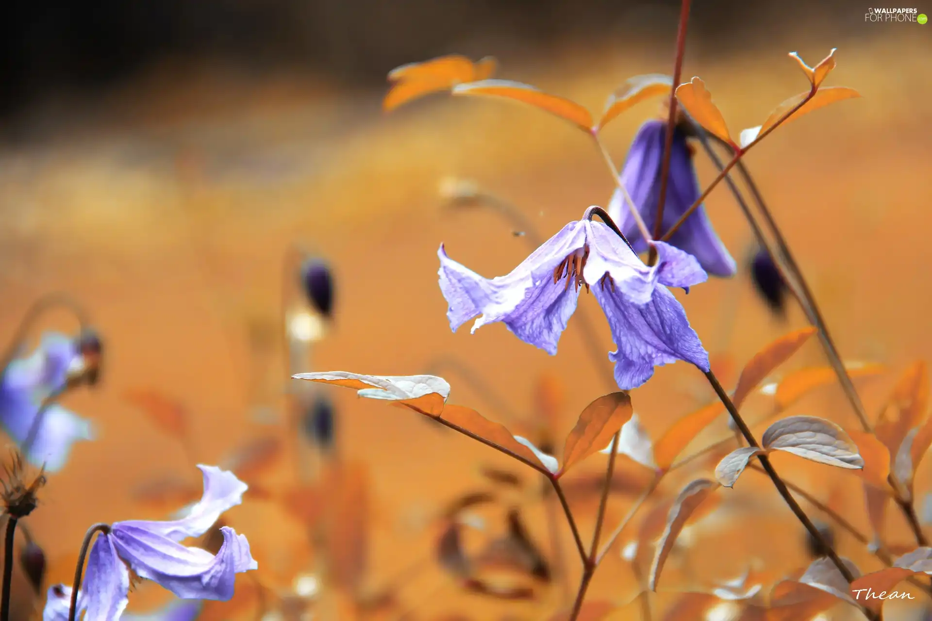 purple, Flowers