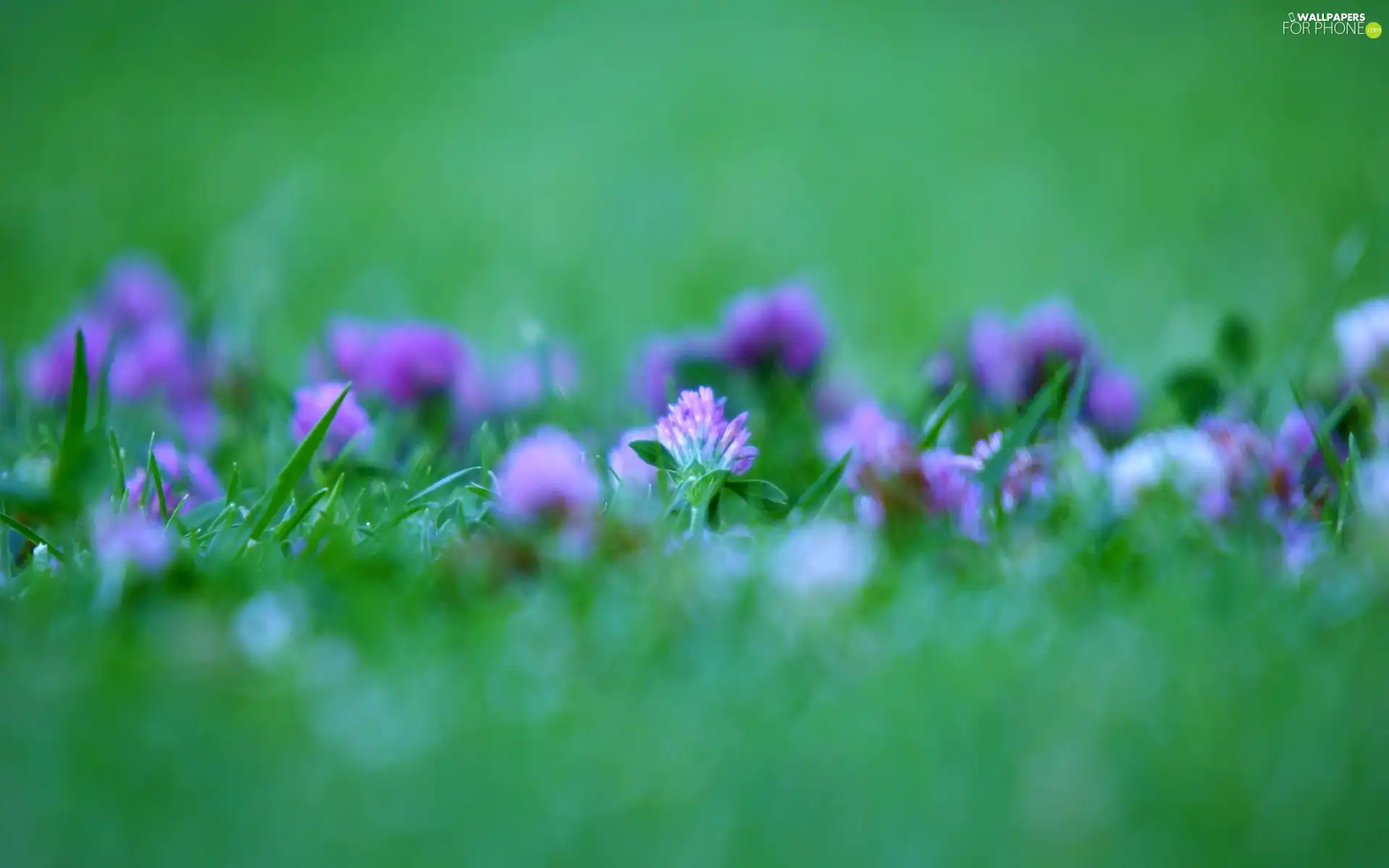 purple, Flowers