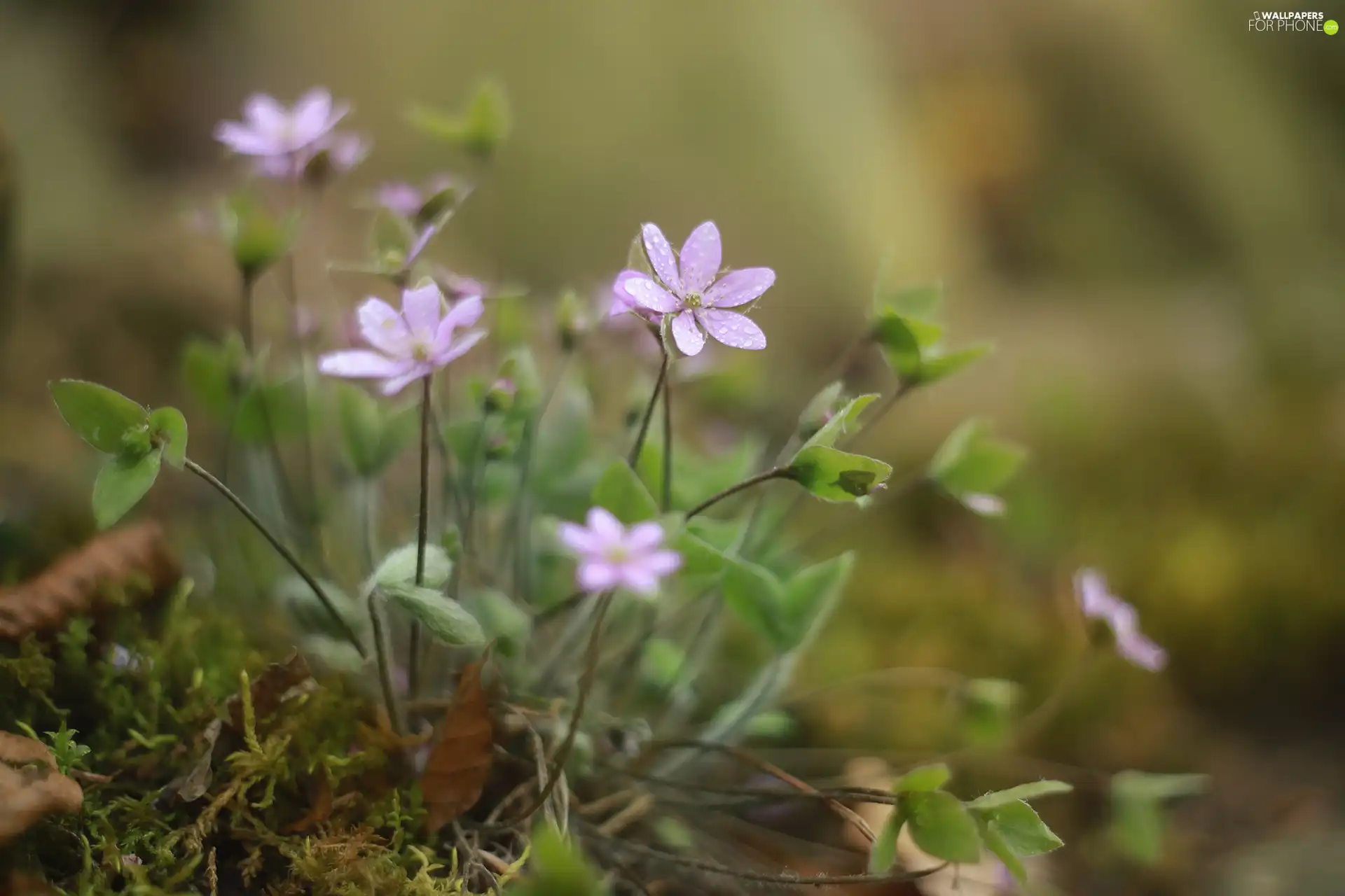 purple, Liverworts, cluster, Flowers