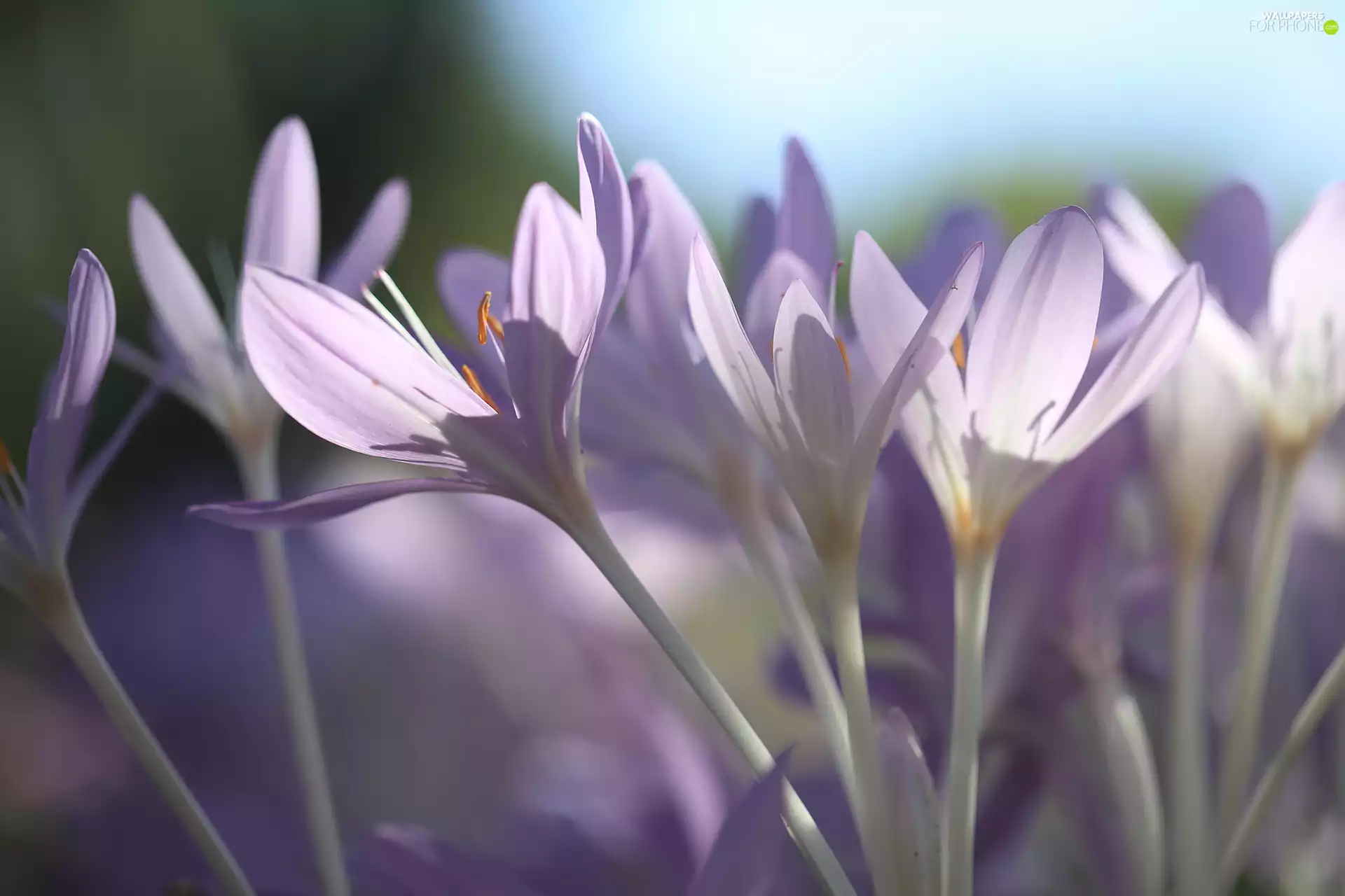 Flowers, colchicums, purple