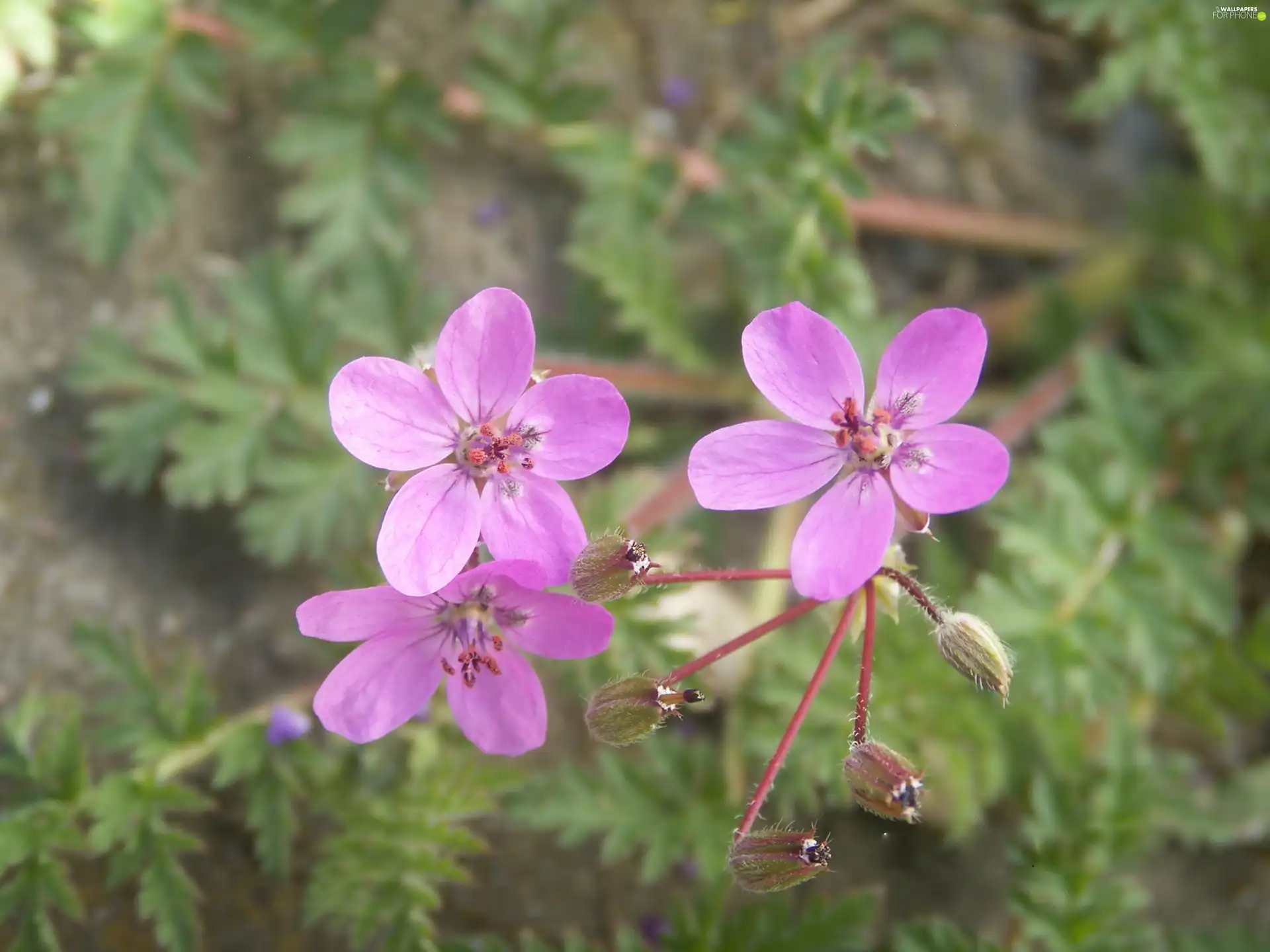 Flowers, Cute, purple