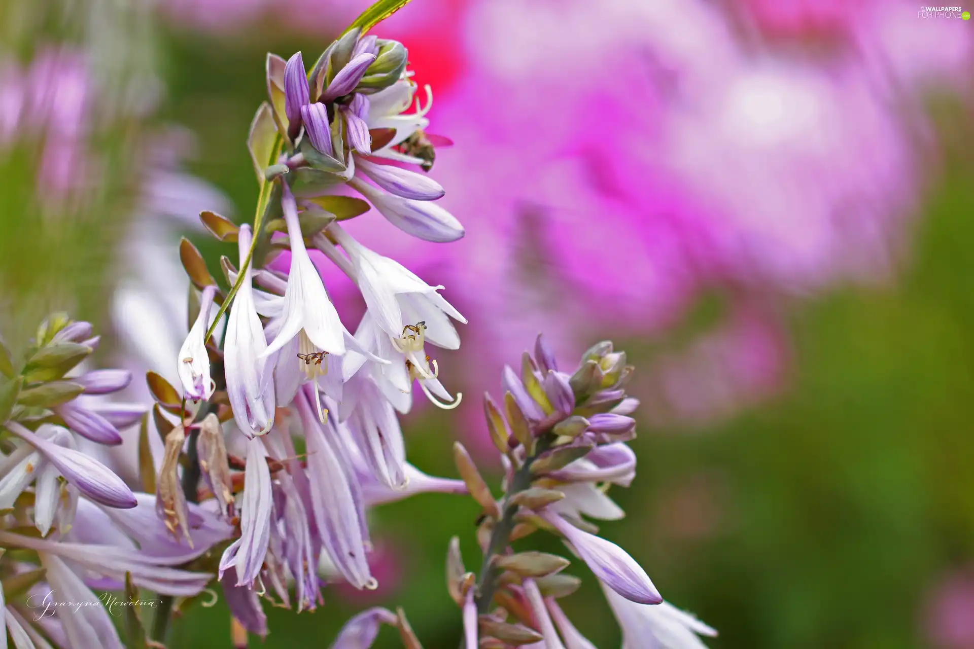 Flowers, Funkia, purple