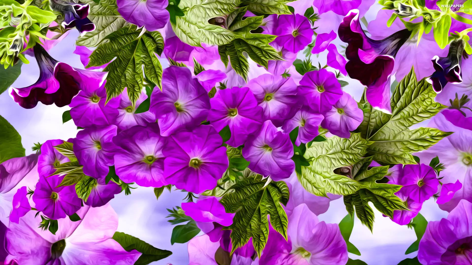 purple, petunia, graphics, Flowers