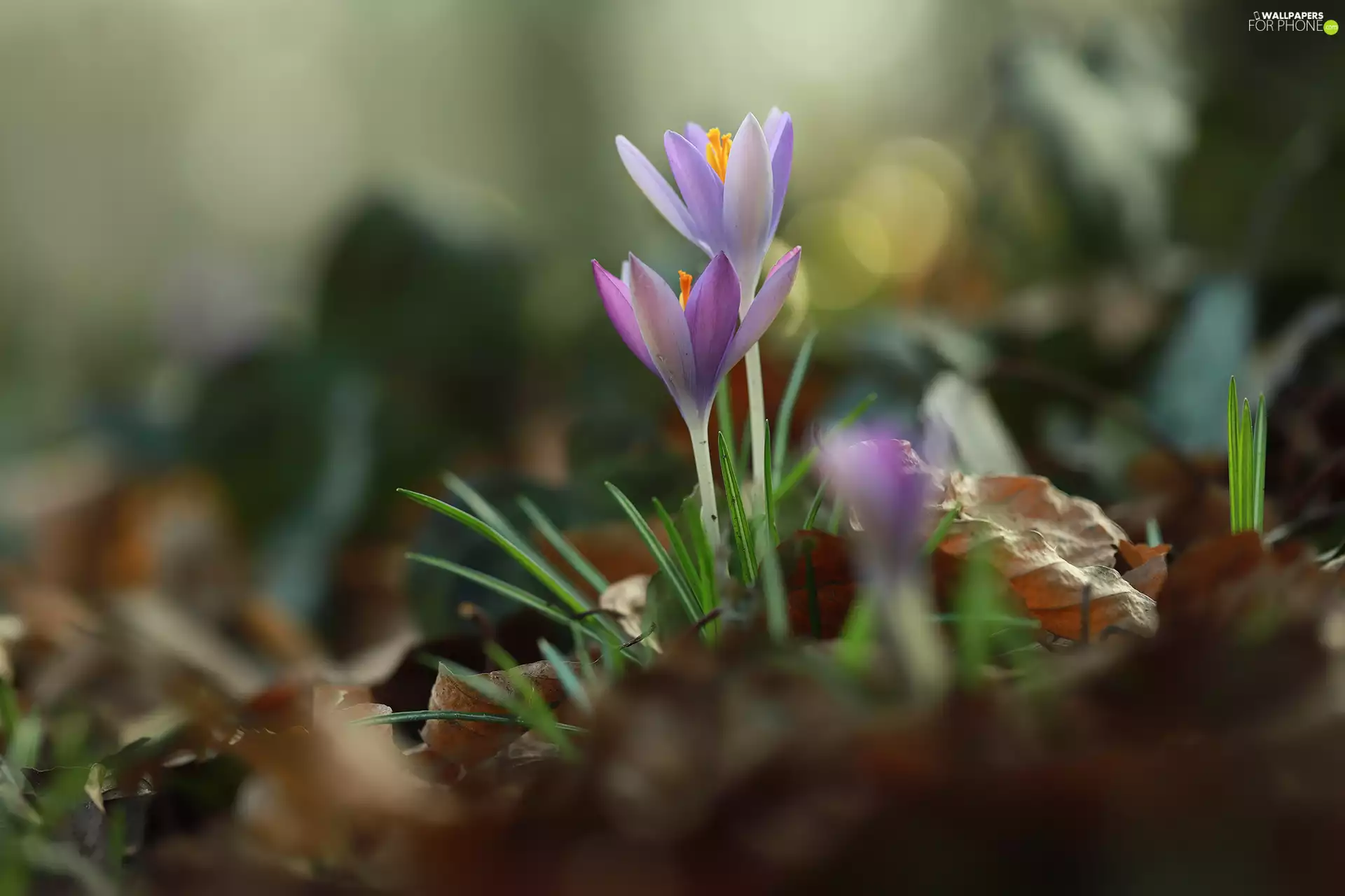 purple, crocuses, Leaf, Flowers
