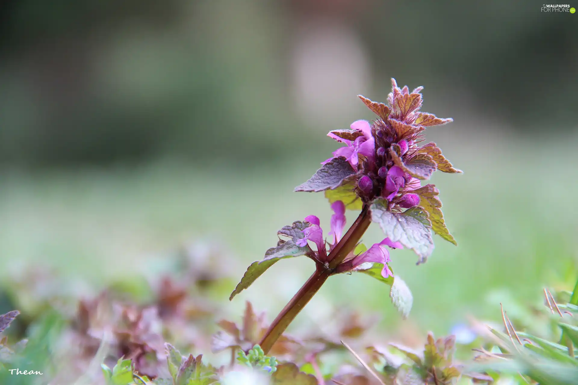 Flowers, nettle, purple