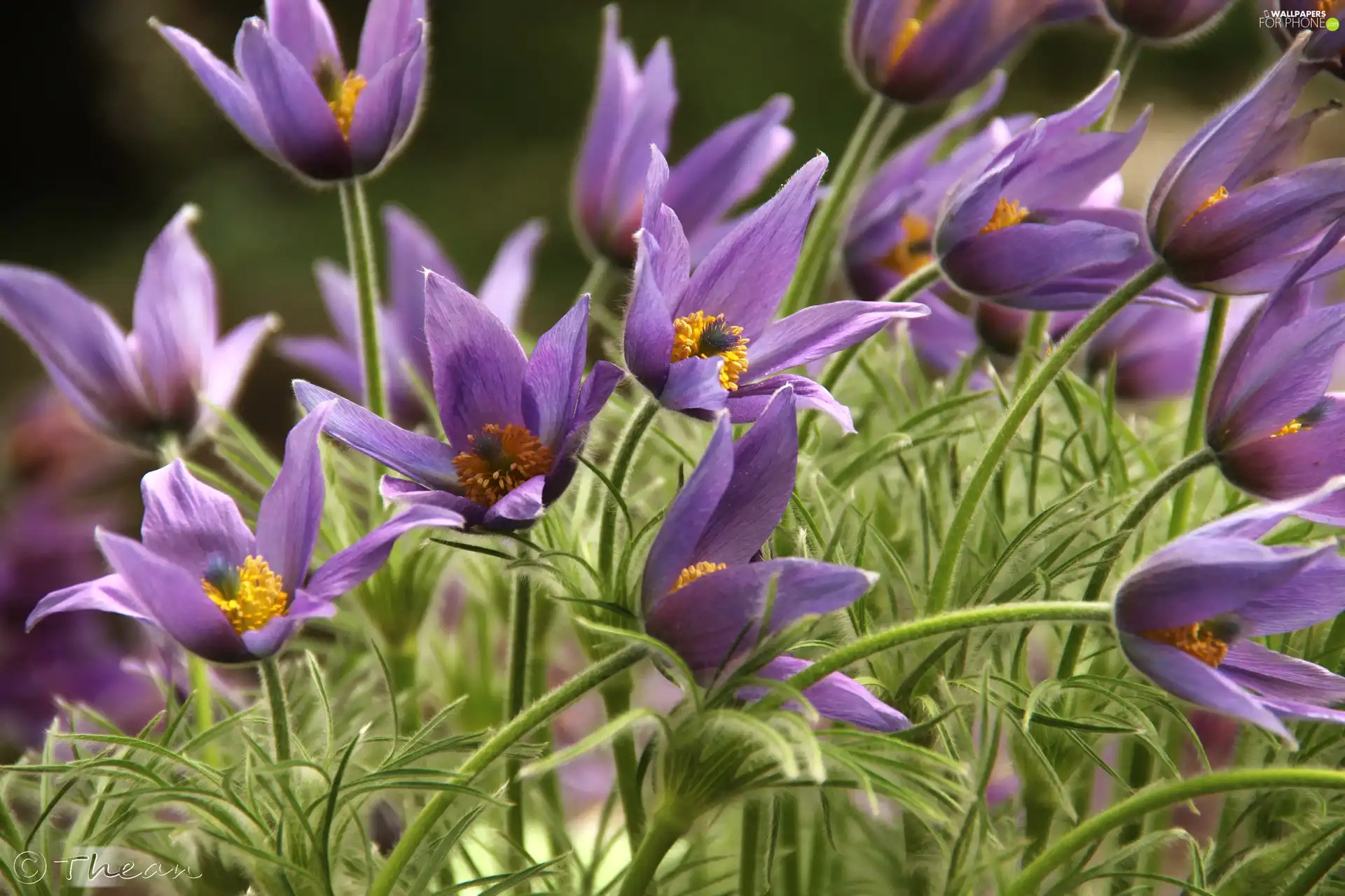 Flowers, pasque, purple