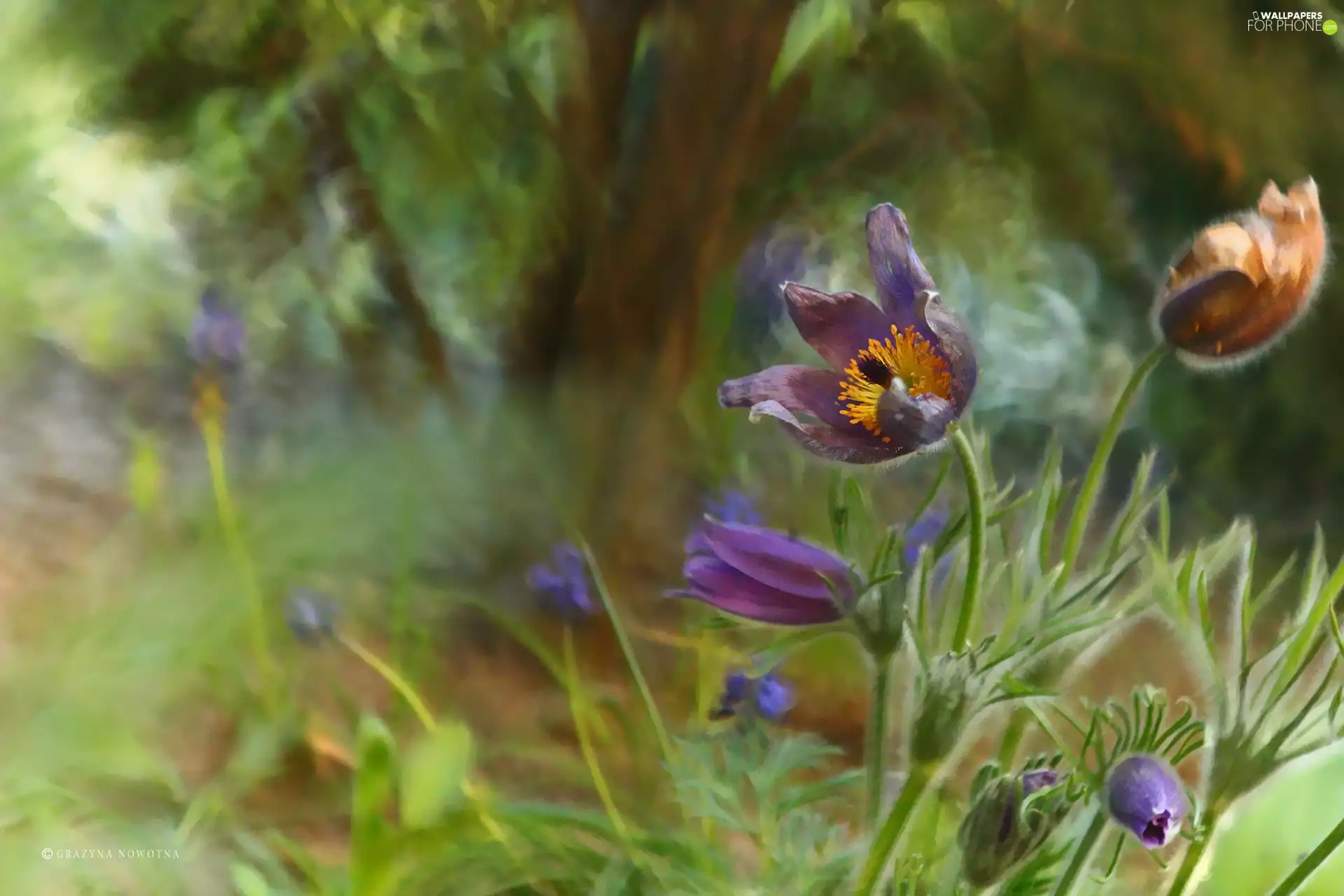 Flowers, pasque, purple