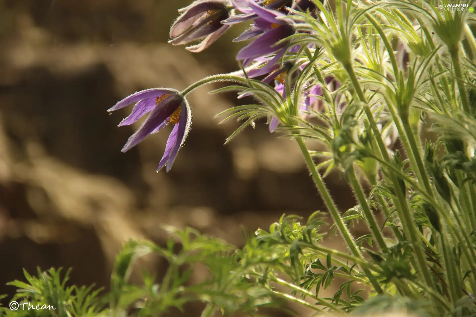 Flowers, pasque, purple