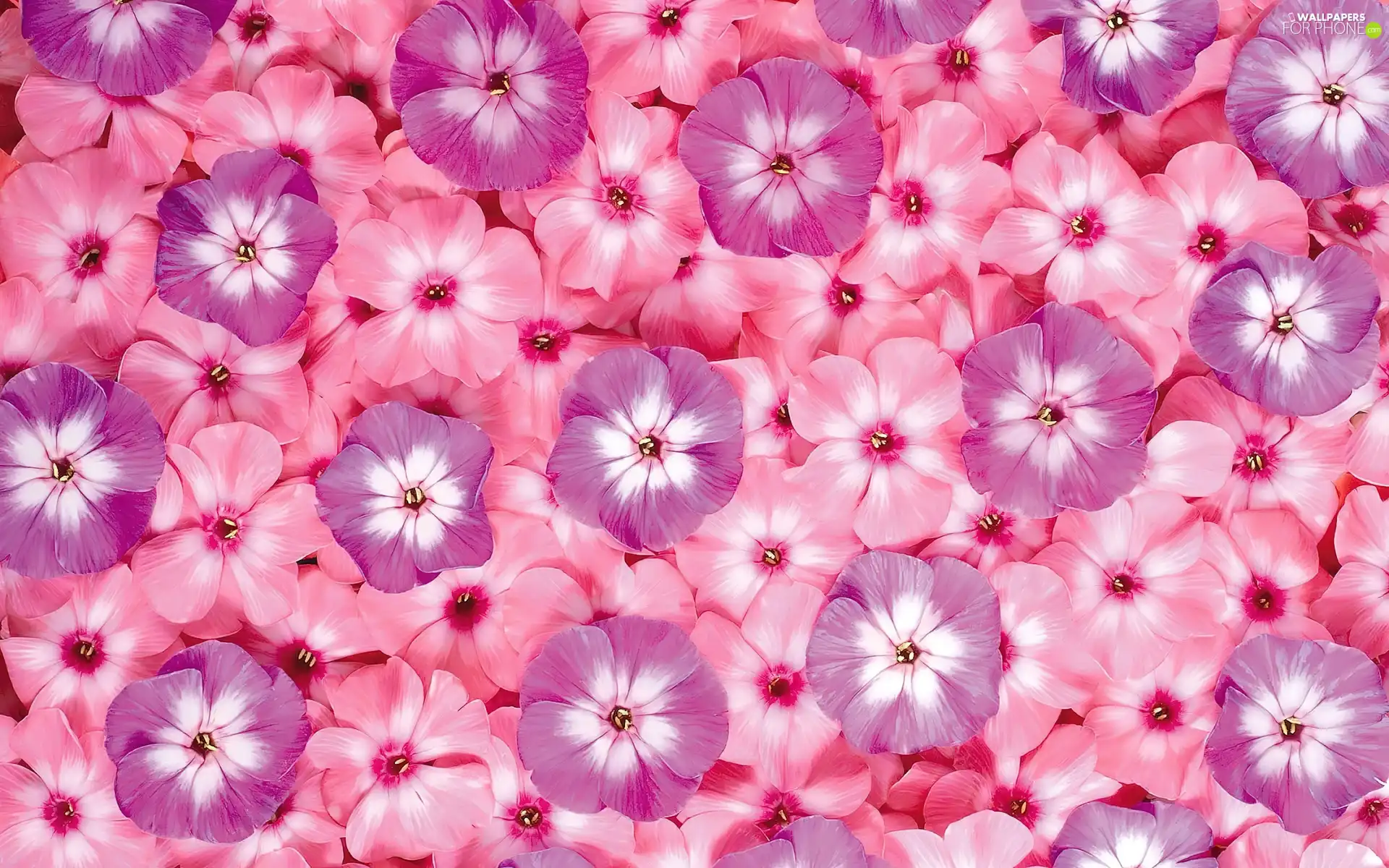 Flowers, Pink, purple