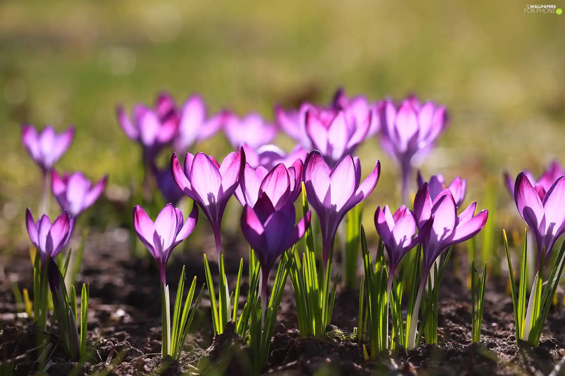 illuminated, Flowers, purple, crocuses, Spring