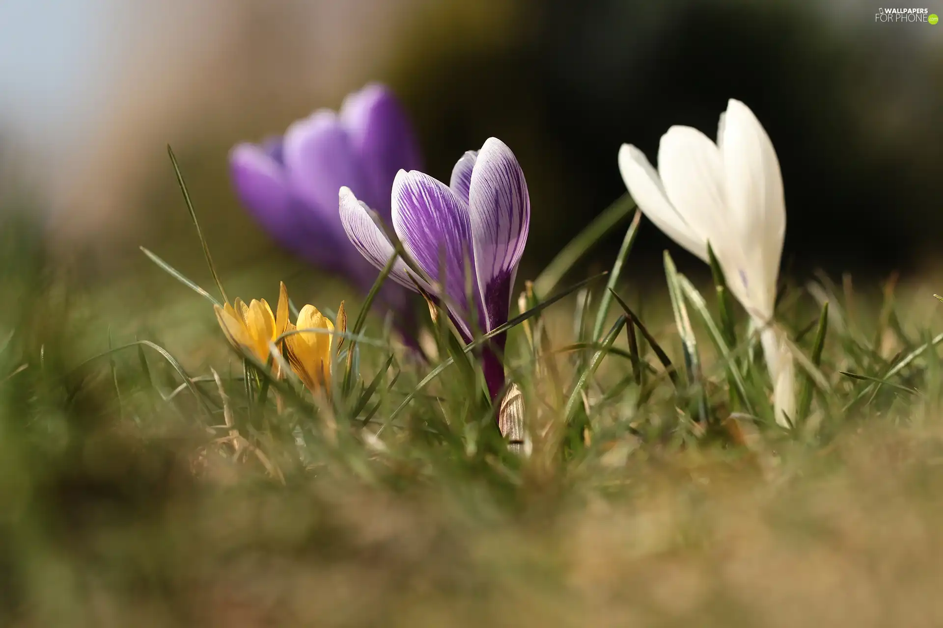 crocuses, Flowers, purple, Yellow, White