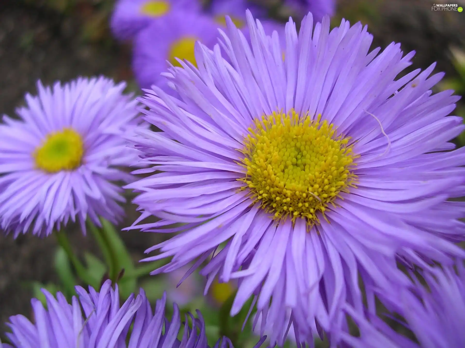 Flowers, Yellow, purple
