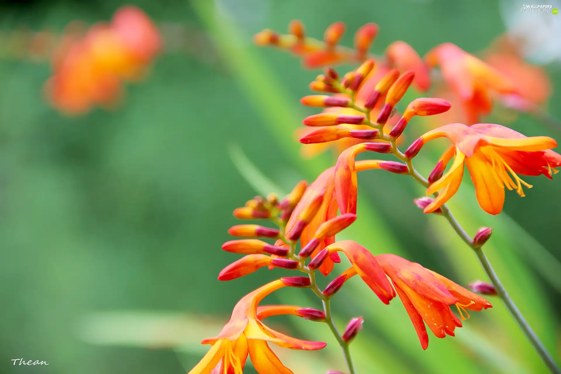 Red, flowers