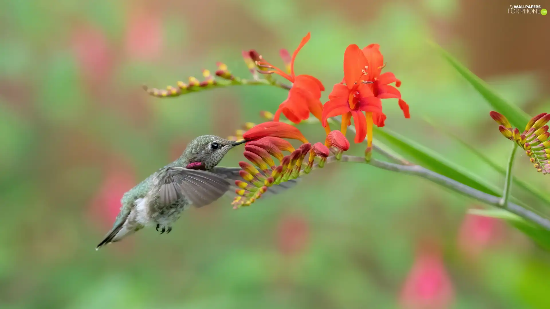 Bird, humming-bird, Flowers, Crocosmia, Red