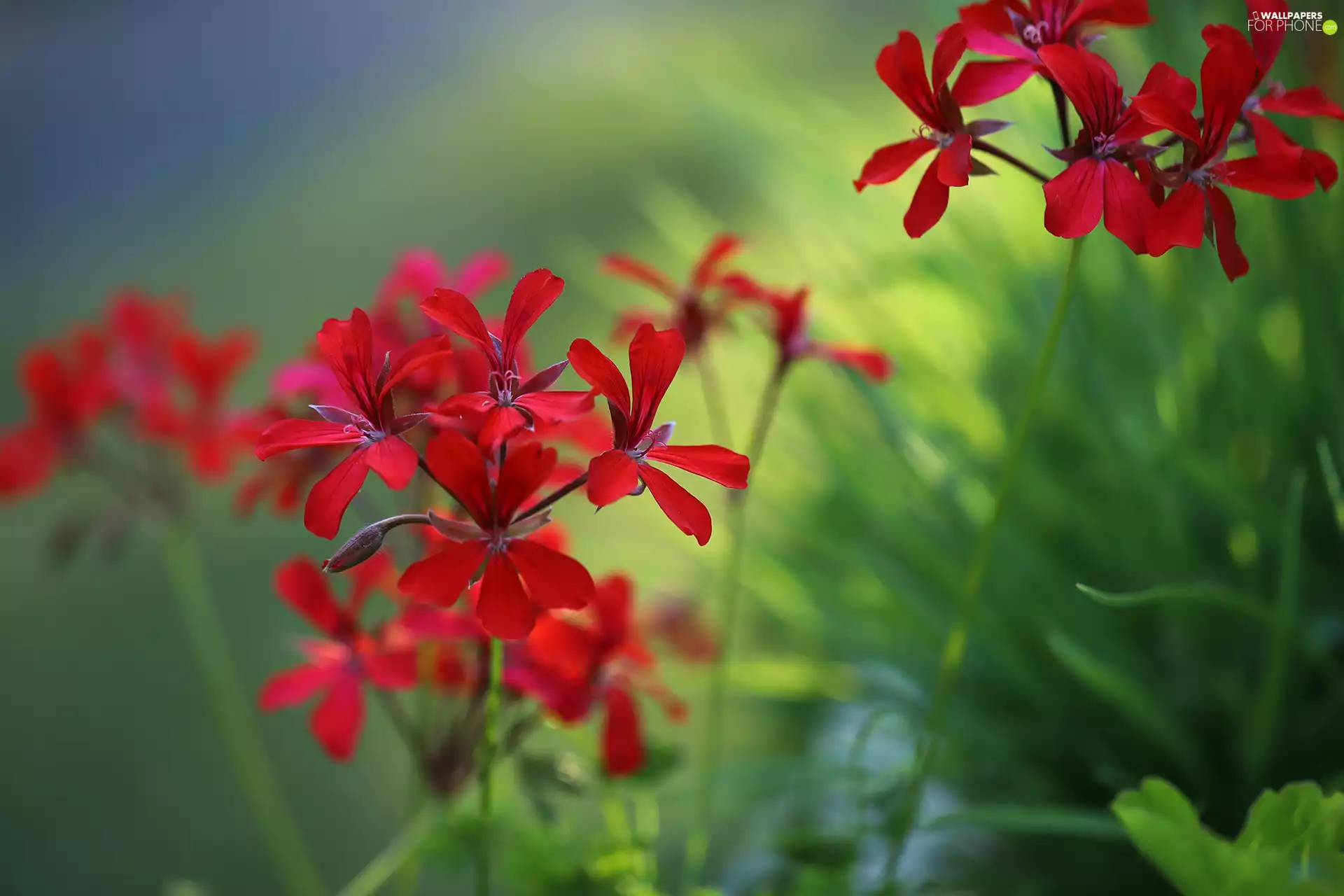 Colourfull Flowers, red hot, geranium