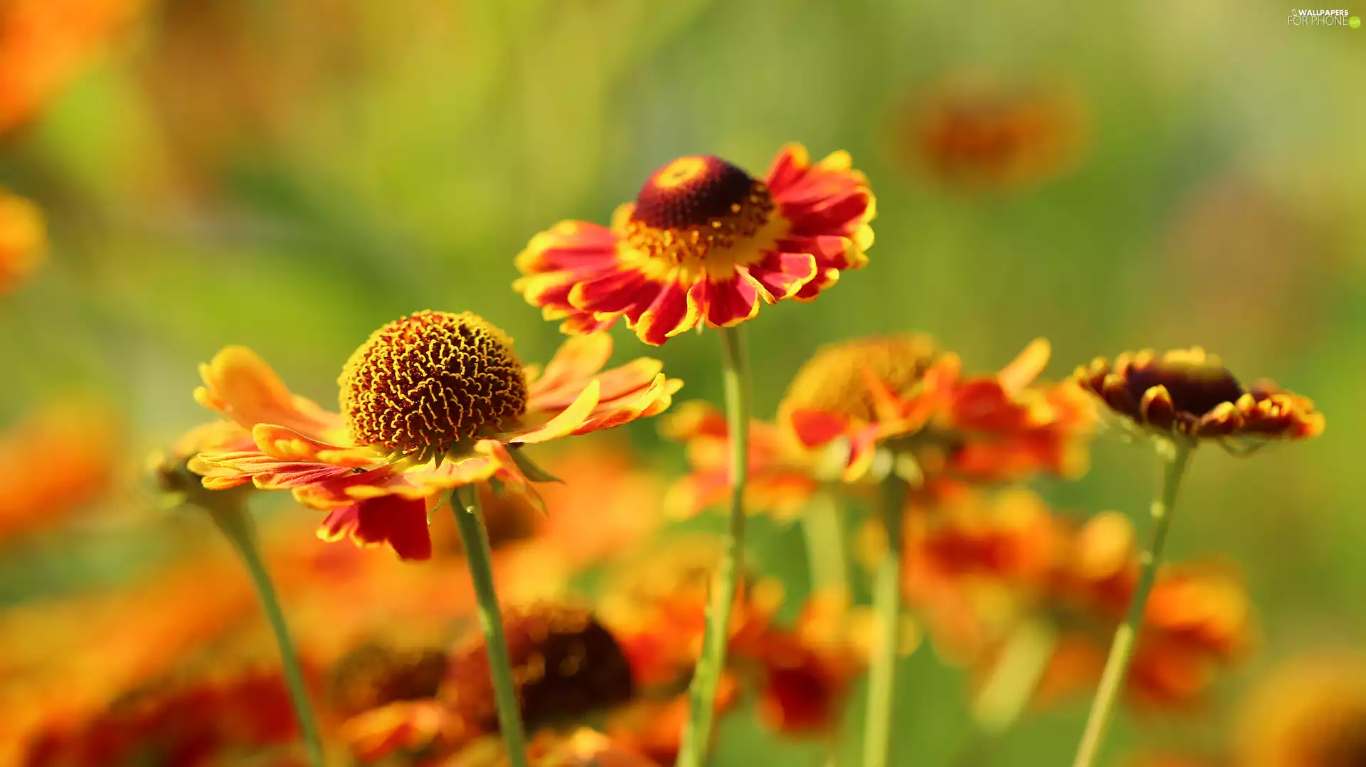 Flowers, Helenium, Red