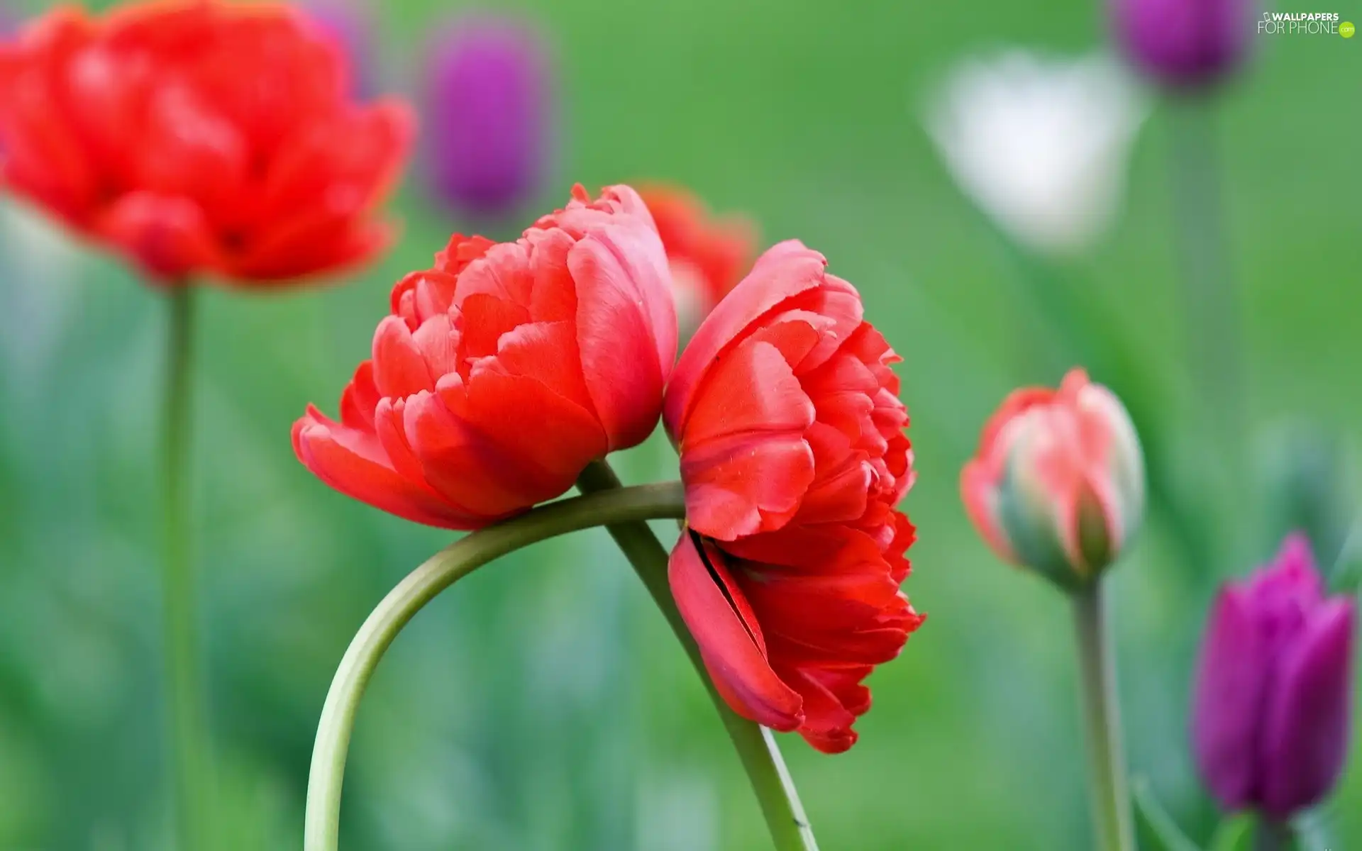 Flowers, laced, Red