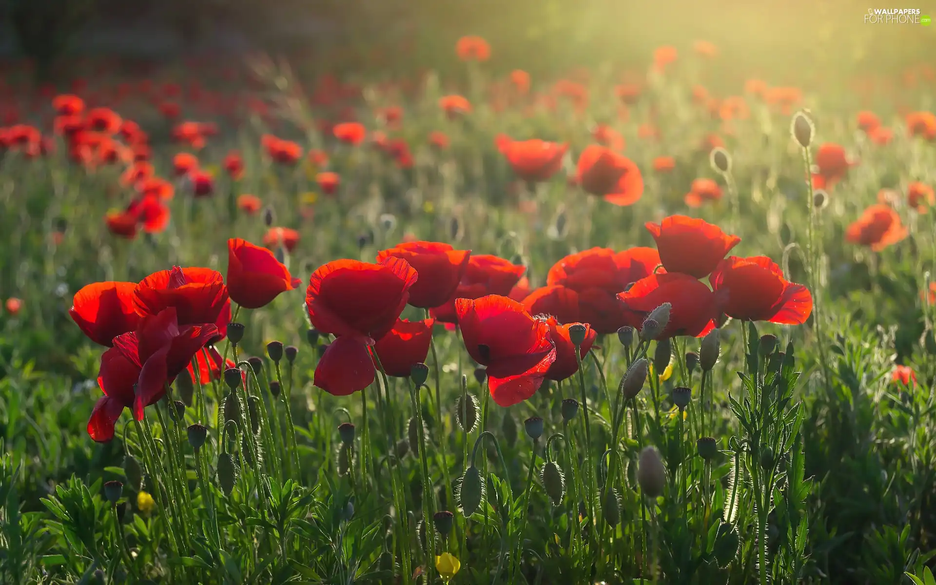 Red, papavers, Meadow, Flowers