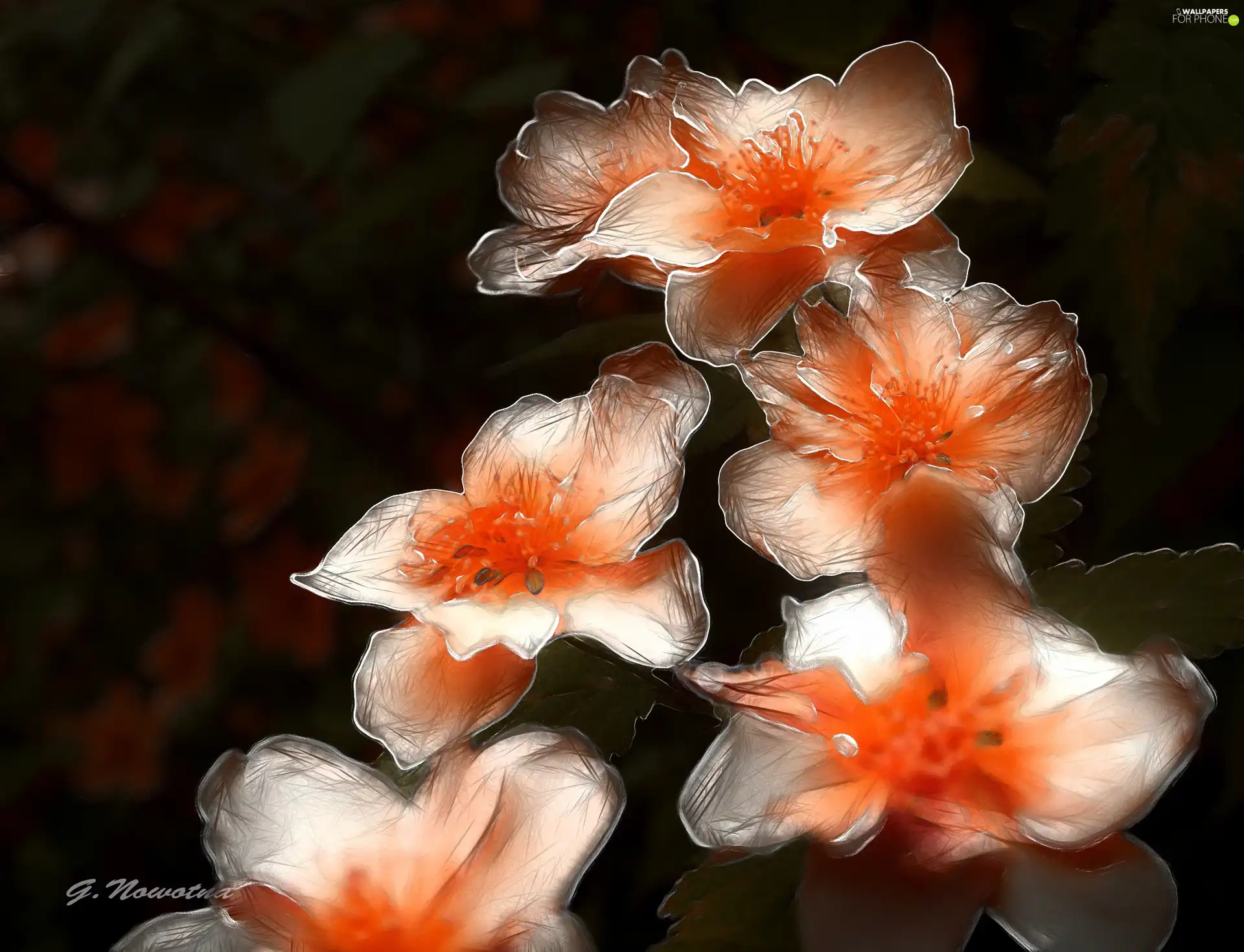 Flowers, white, Red