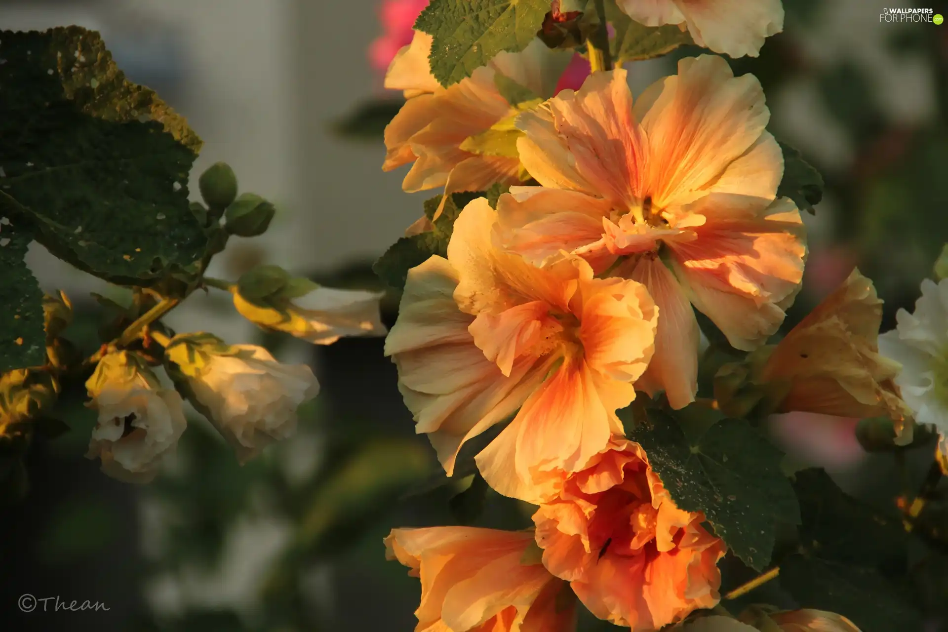 yellow-red, Hollyhocks, Flowers