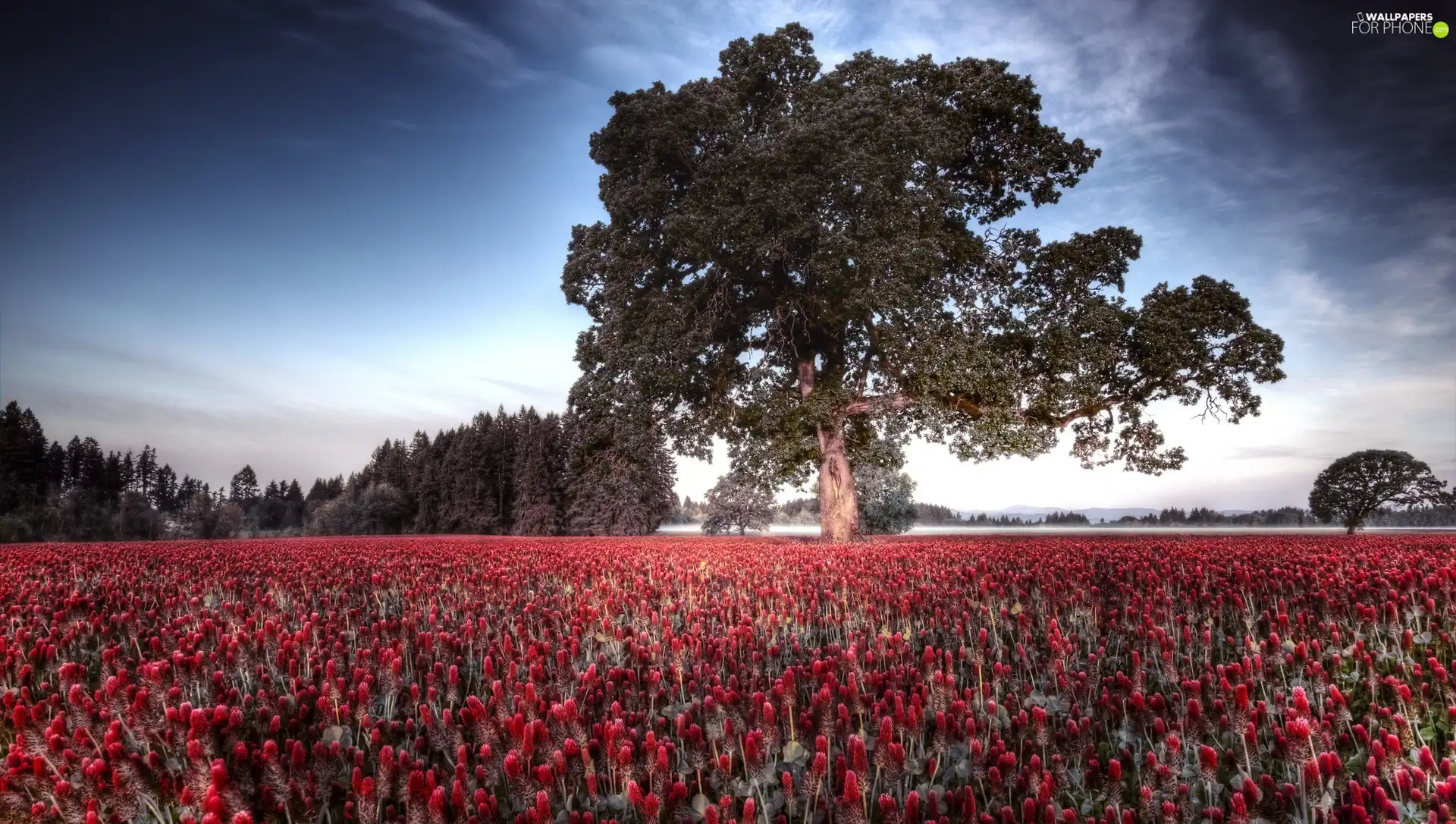 Red, Flowers