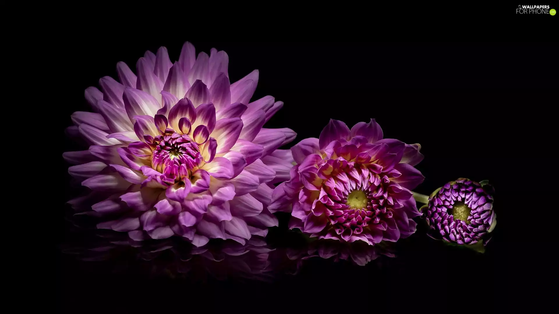 Colourfull Flowers, reflection, Blackness, Dalia