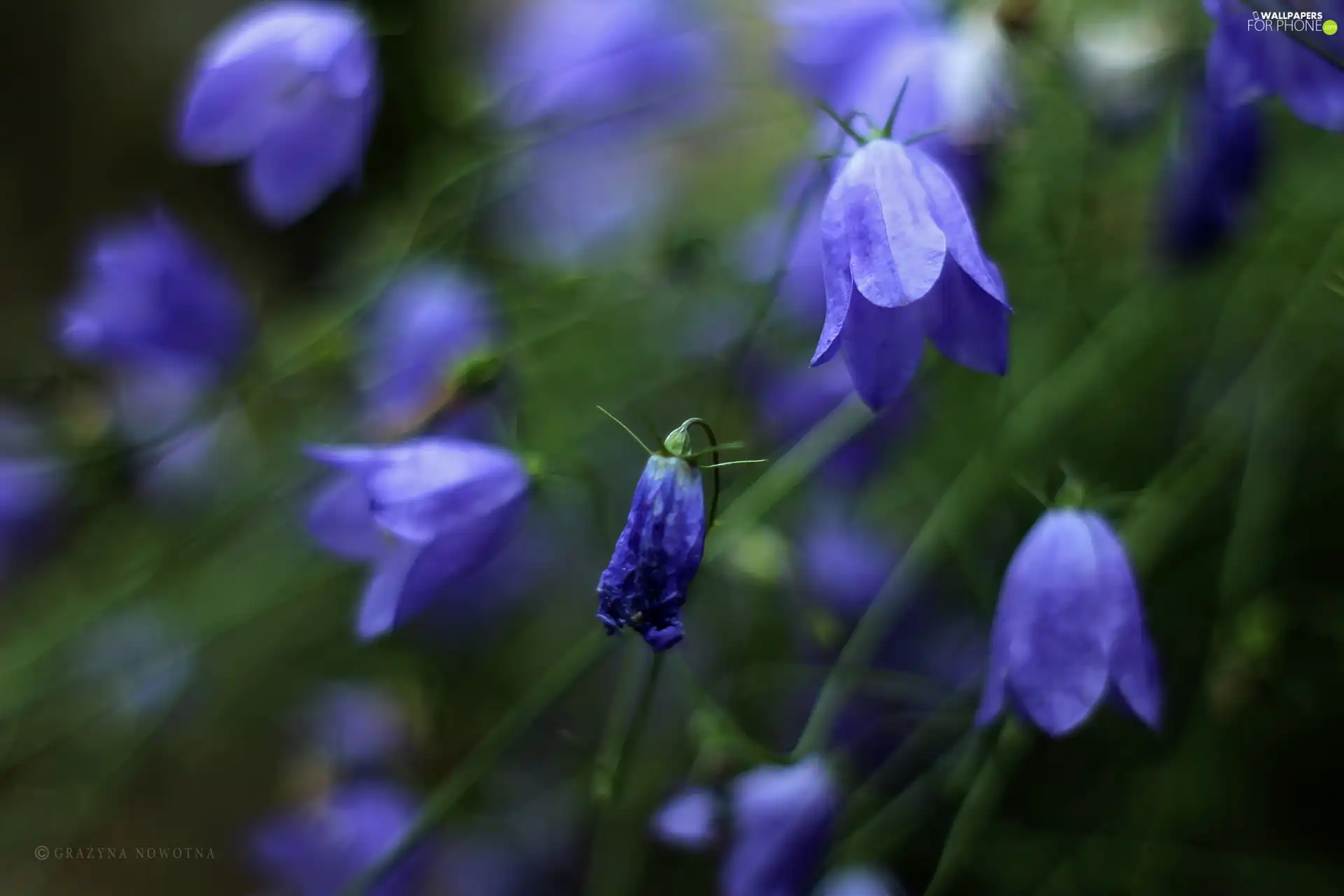 Flowers, purple, ringtones