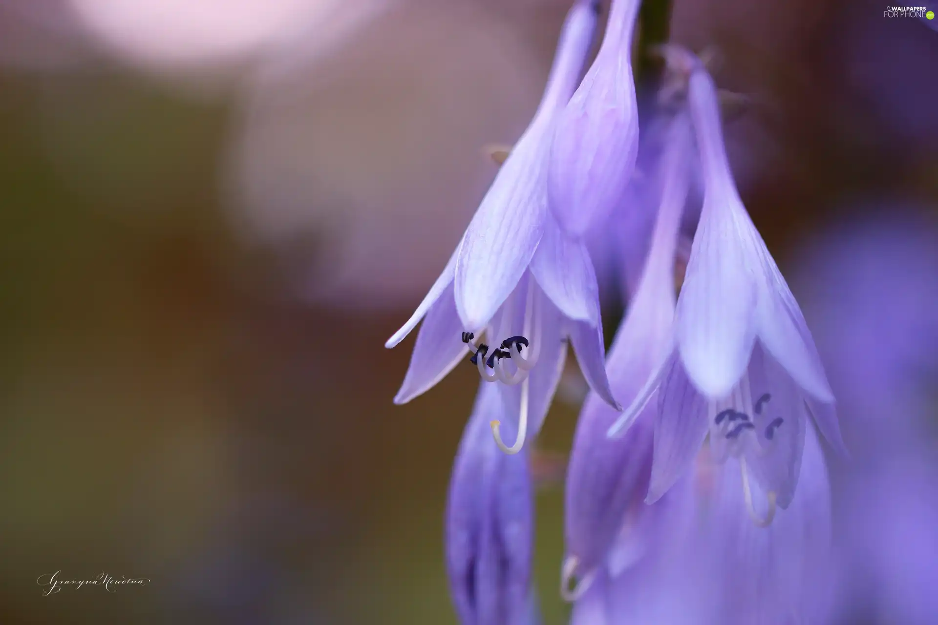 Funkia, purple, Flowers