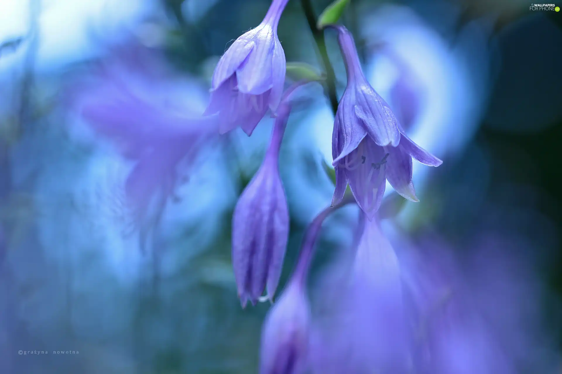 Flowers, purple, ringtones