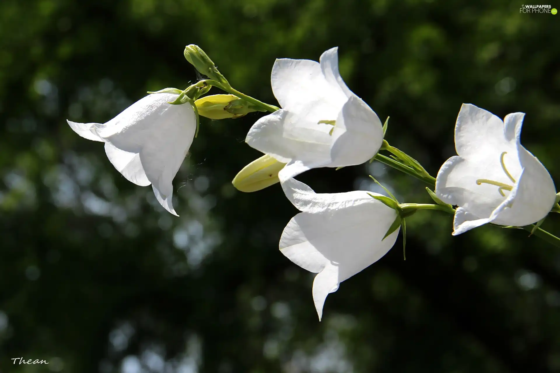 Flowers, White, ringtones