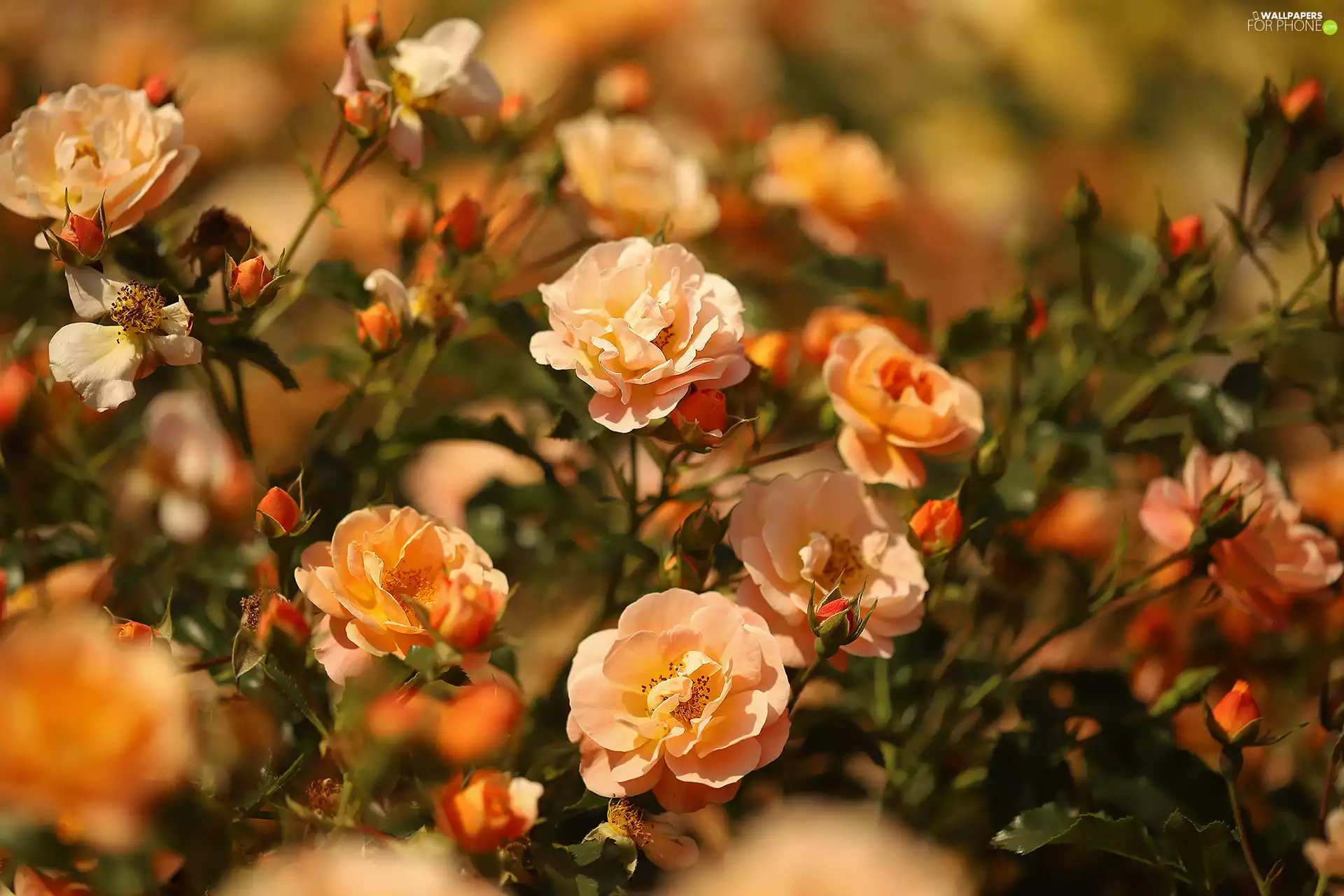 Flowers, bloom, roses