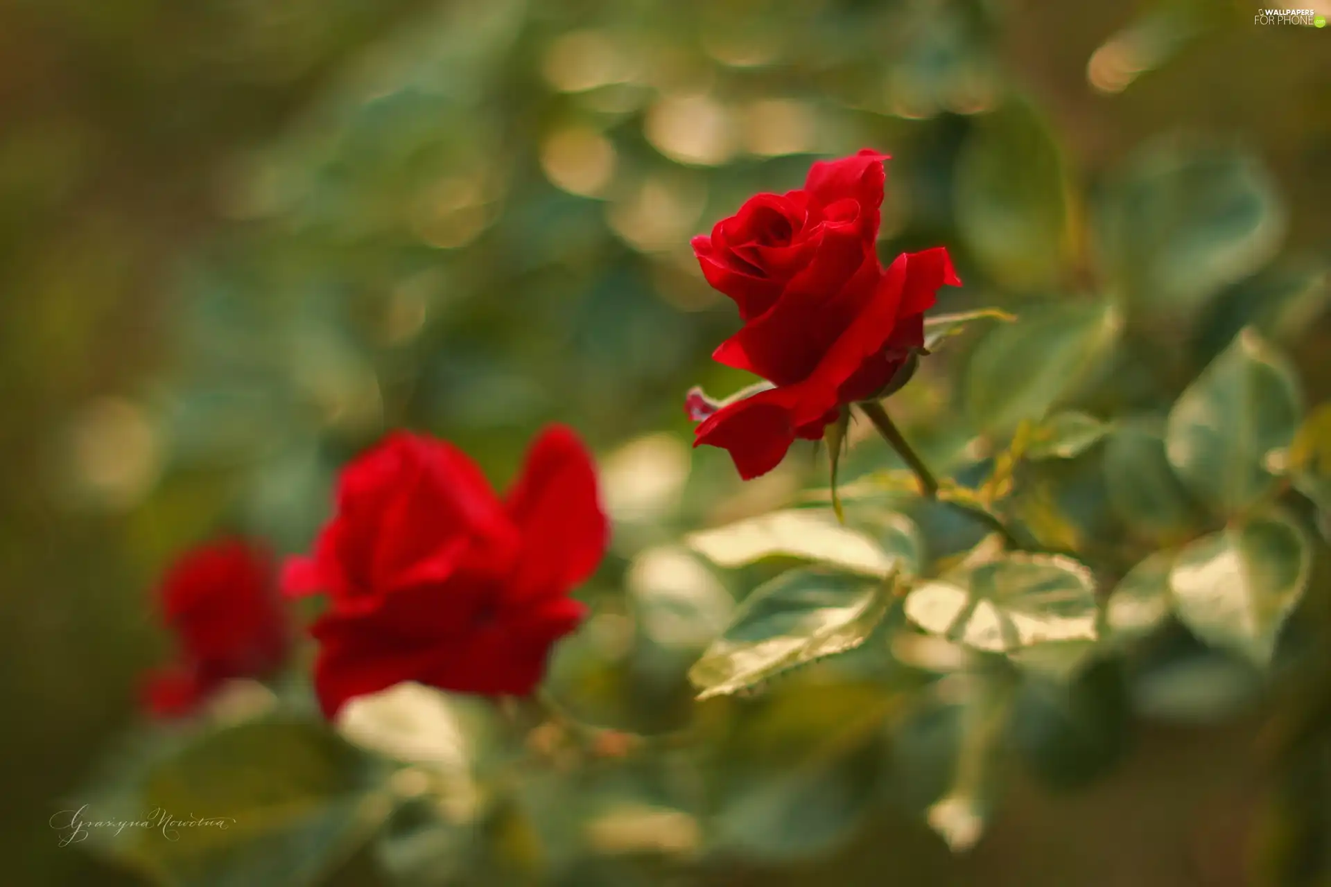 Flowers, Red, roses