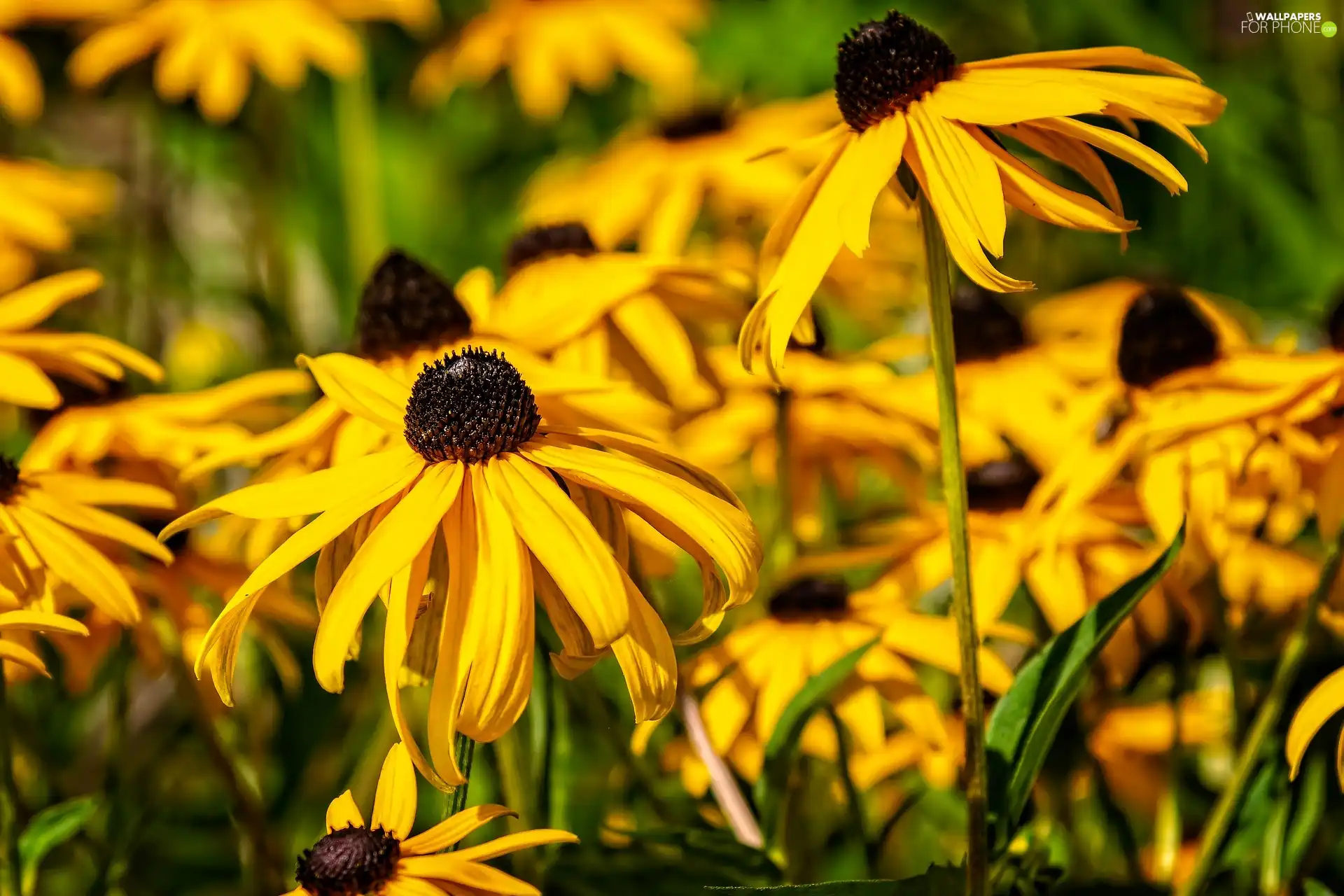 Rudbeckia brilliant, Yellow, Flowers