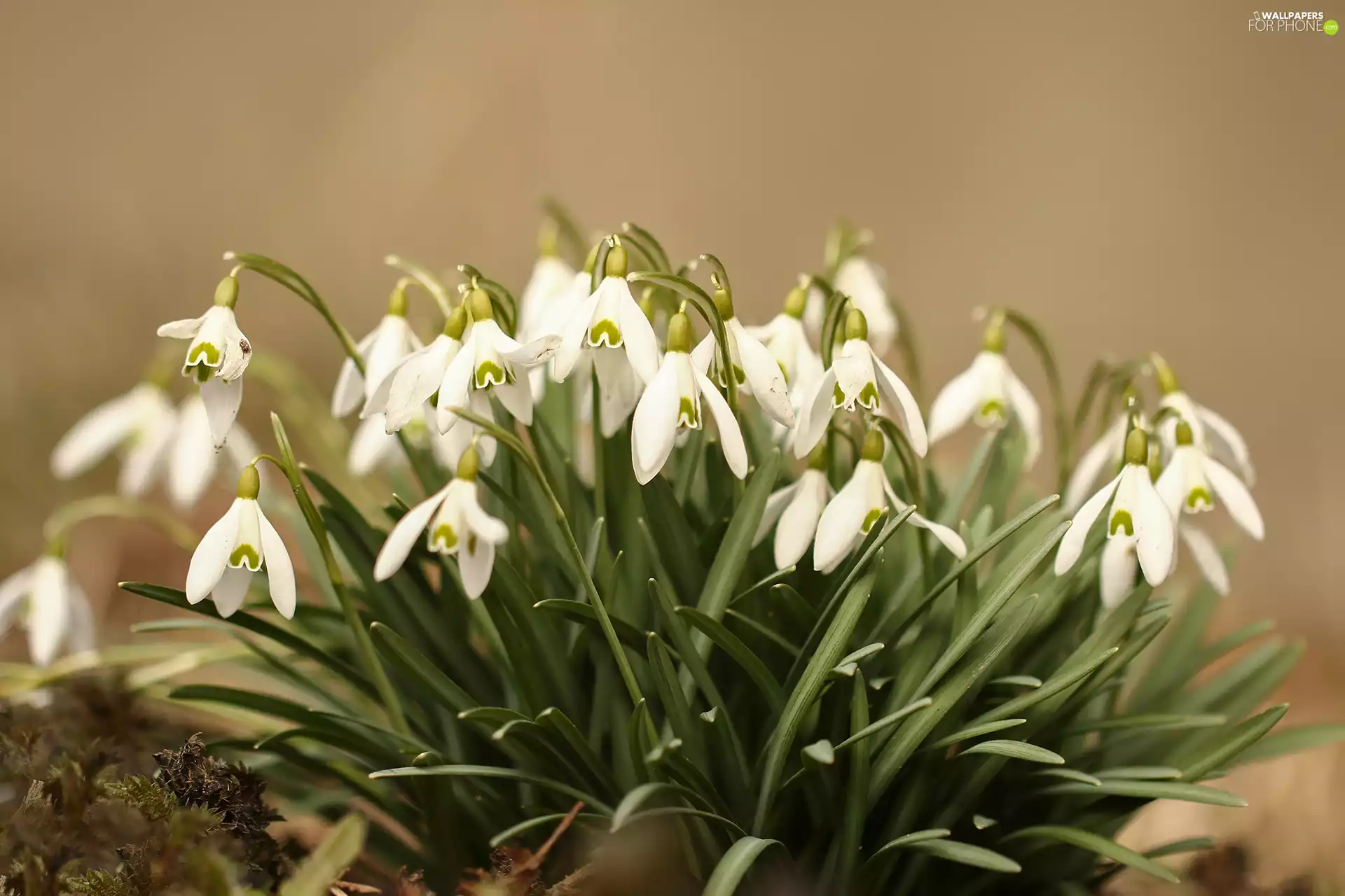 Flowers, White, snowdrops