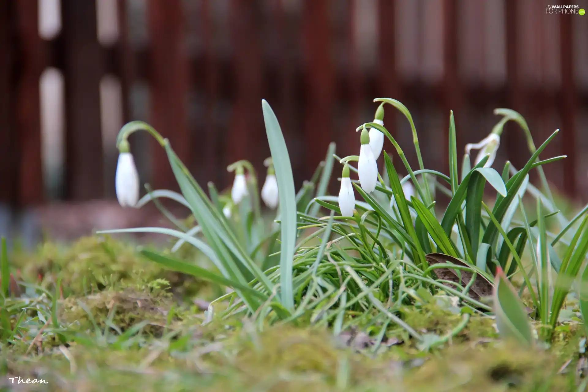 snowdrops, Flowers