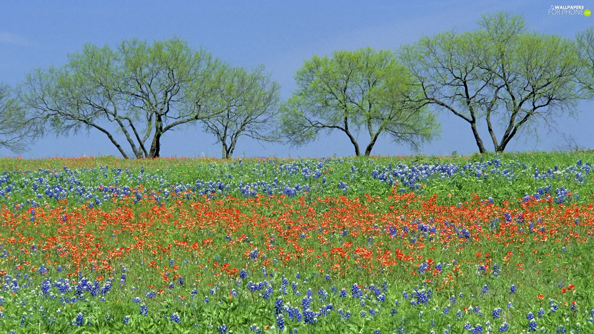 Flowers, Spring, trees, viewes, Meadow