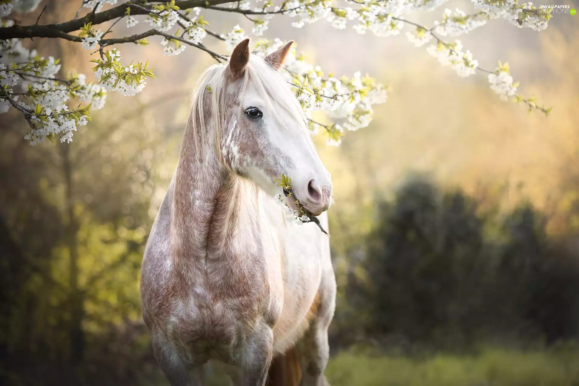 Horse, Flowers, Spring, Fruit Tree