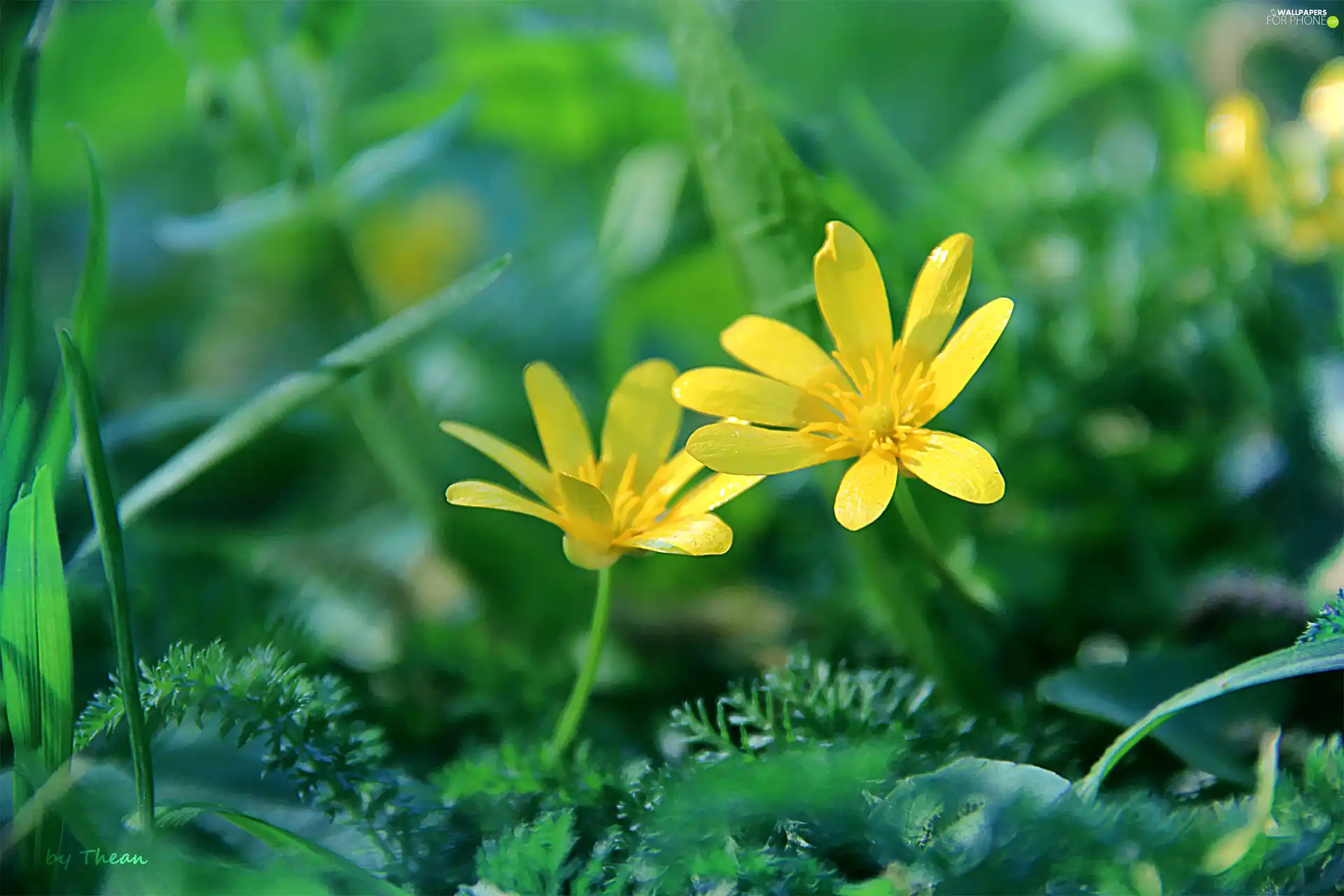 Yellow, Flowers, fig buttercup, Spring