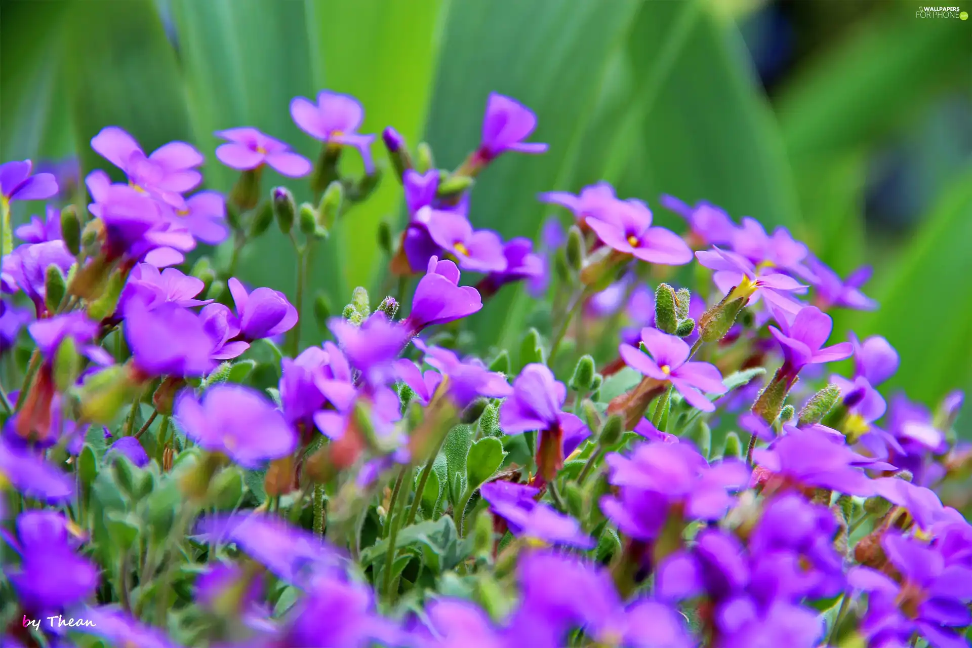 Spring, Flowers