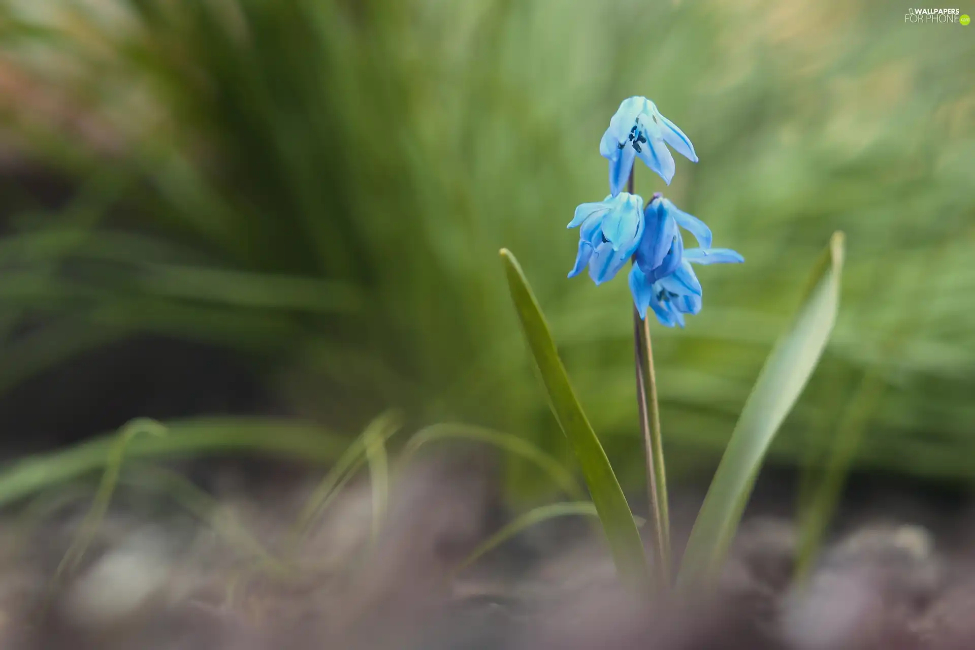 squill, blue, Colourfull Flowers