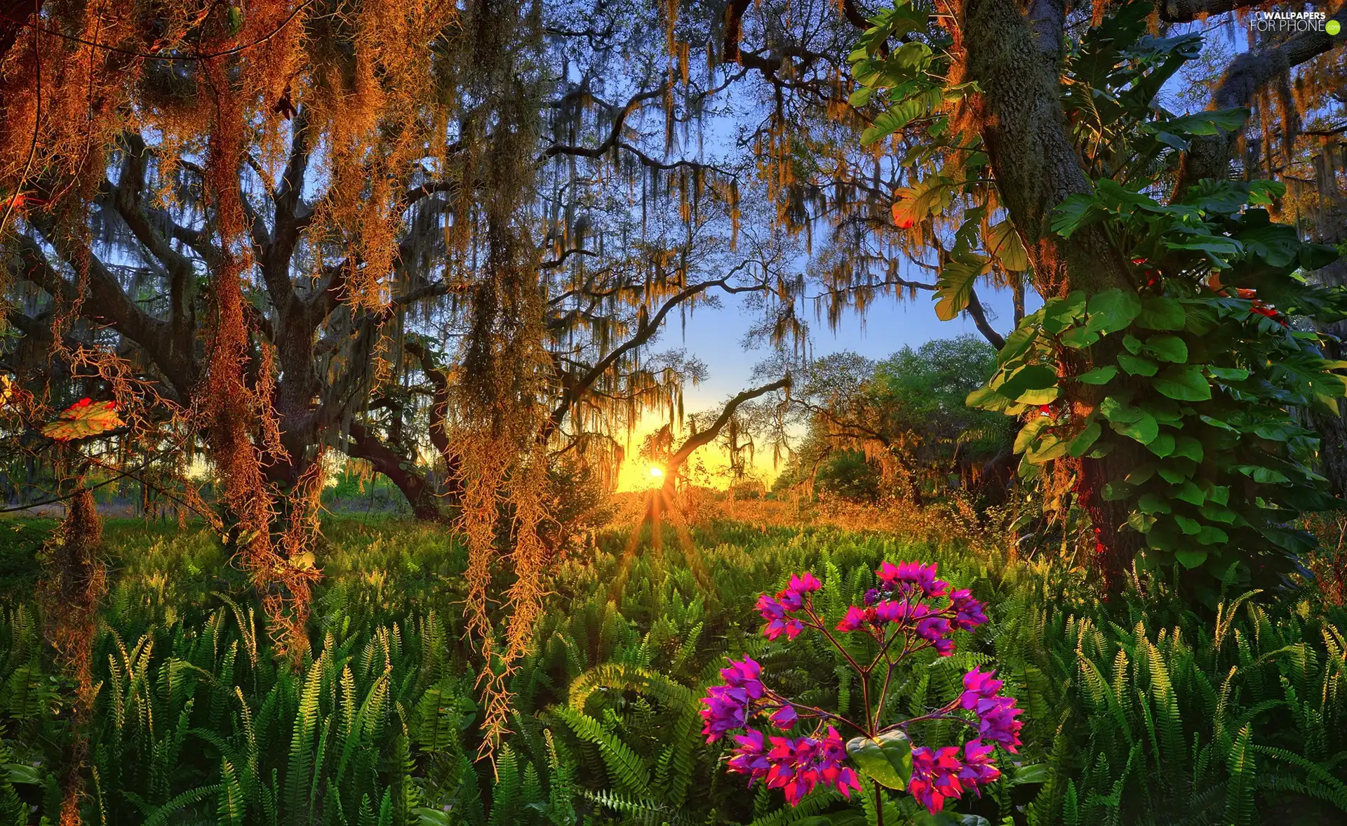 Lake Wales, Camping Coleman Landings Campground, Flowers, Sunrise, viewes, State of Florida, The United States, trees