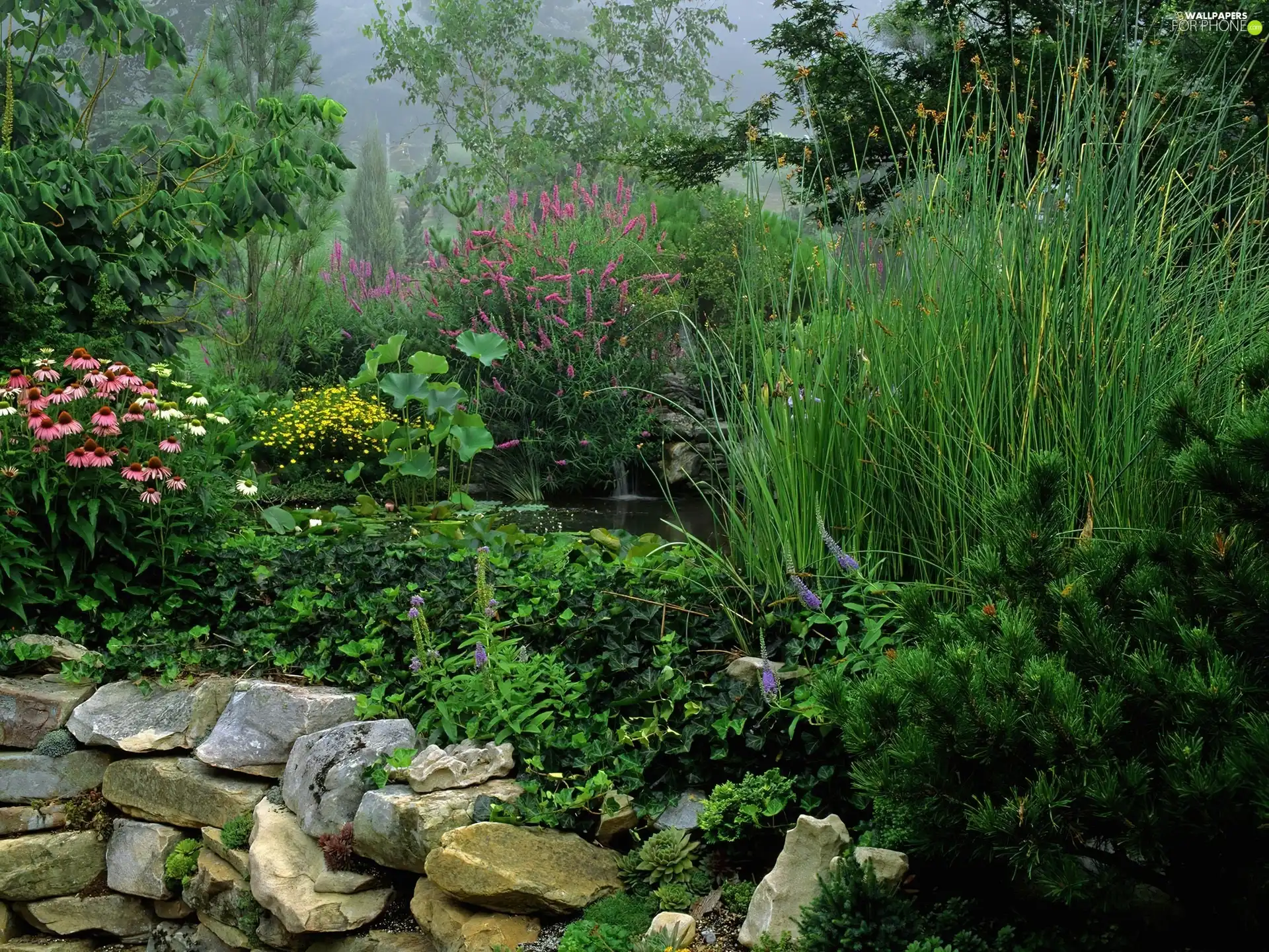 Flowers, Stones, water, Plants, eye