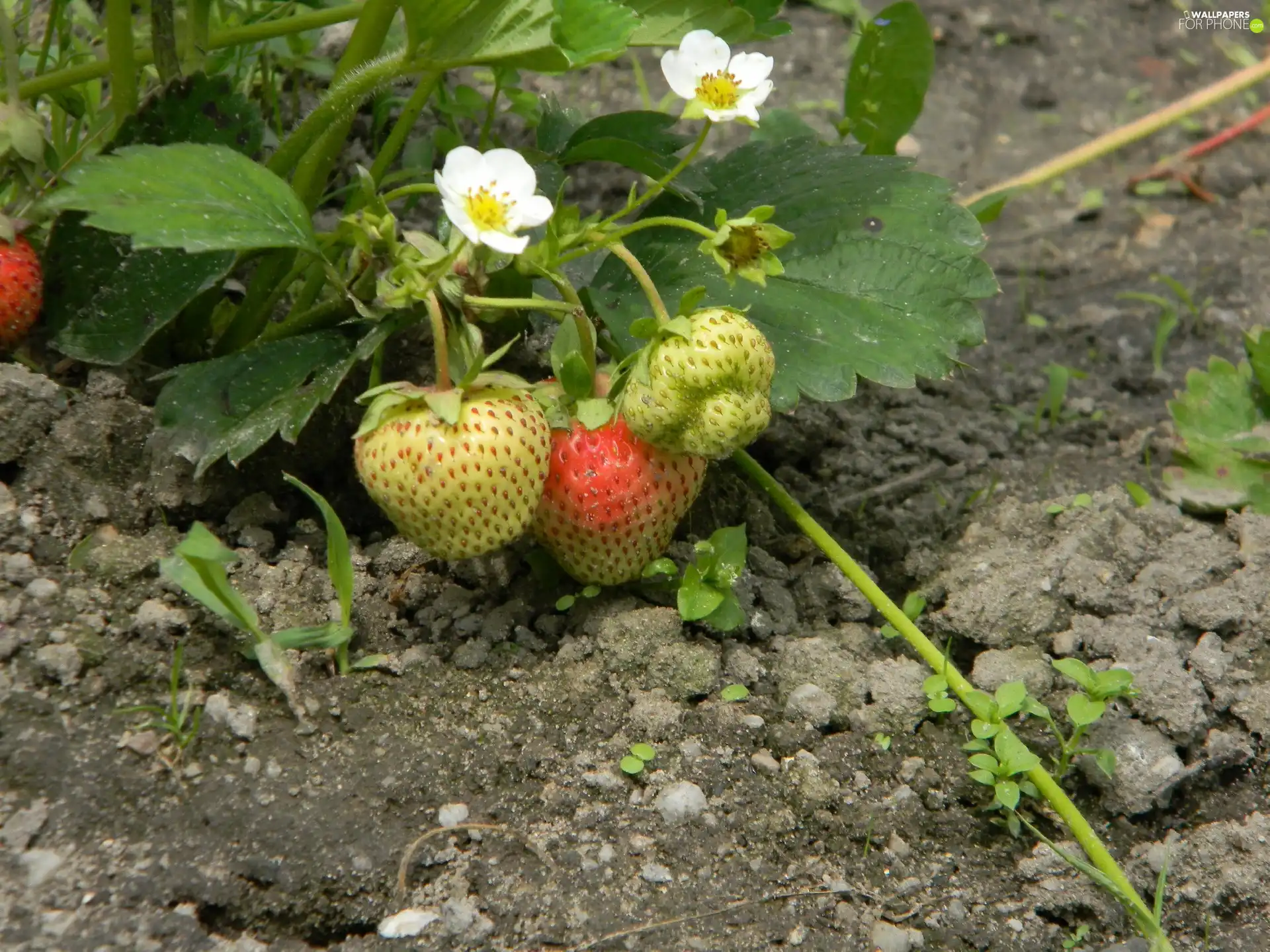 Flowers, bush, strawberries