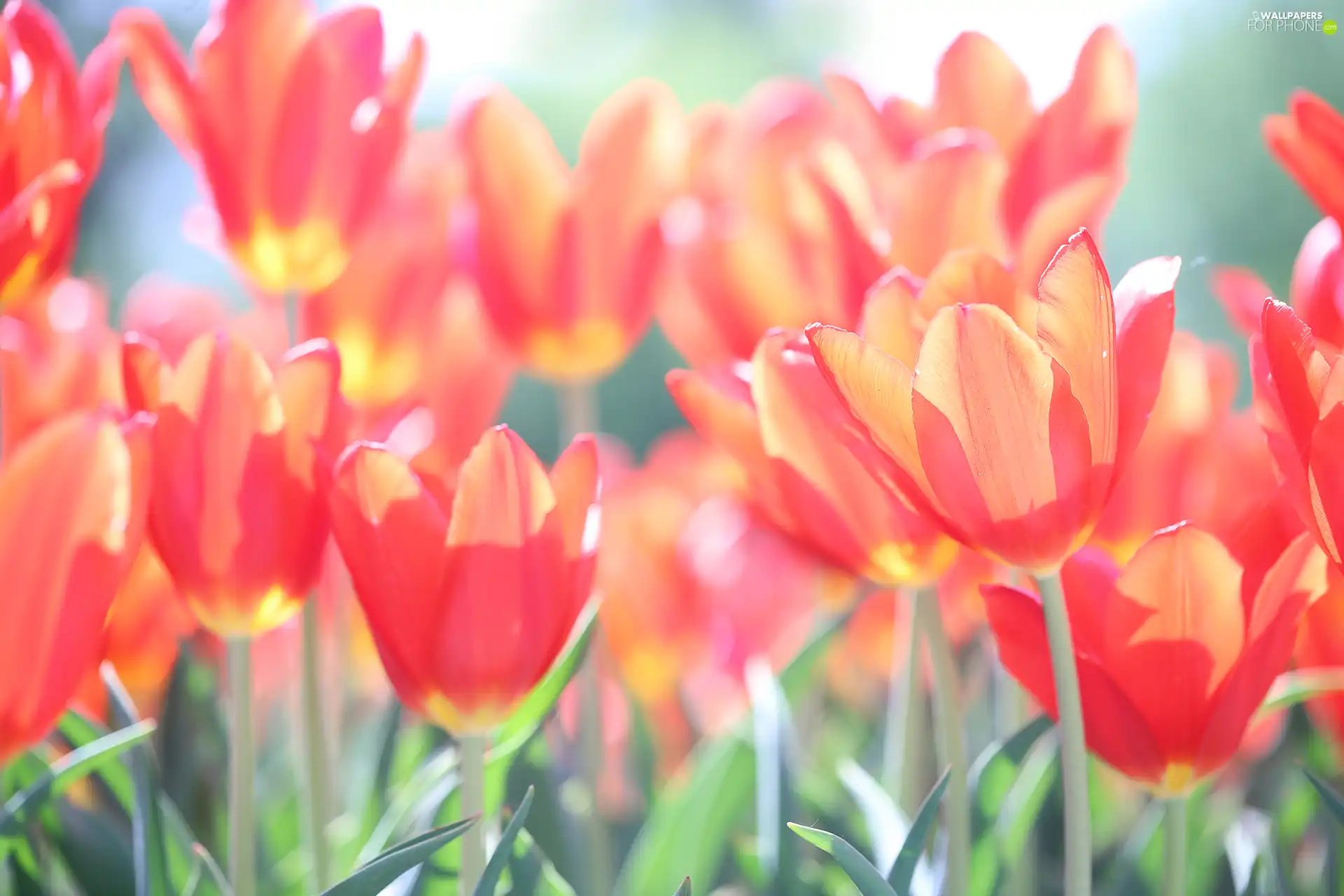 Tulips, Flowers, sun, Red, illuminated