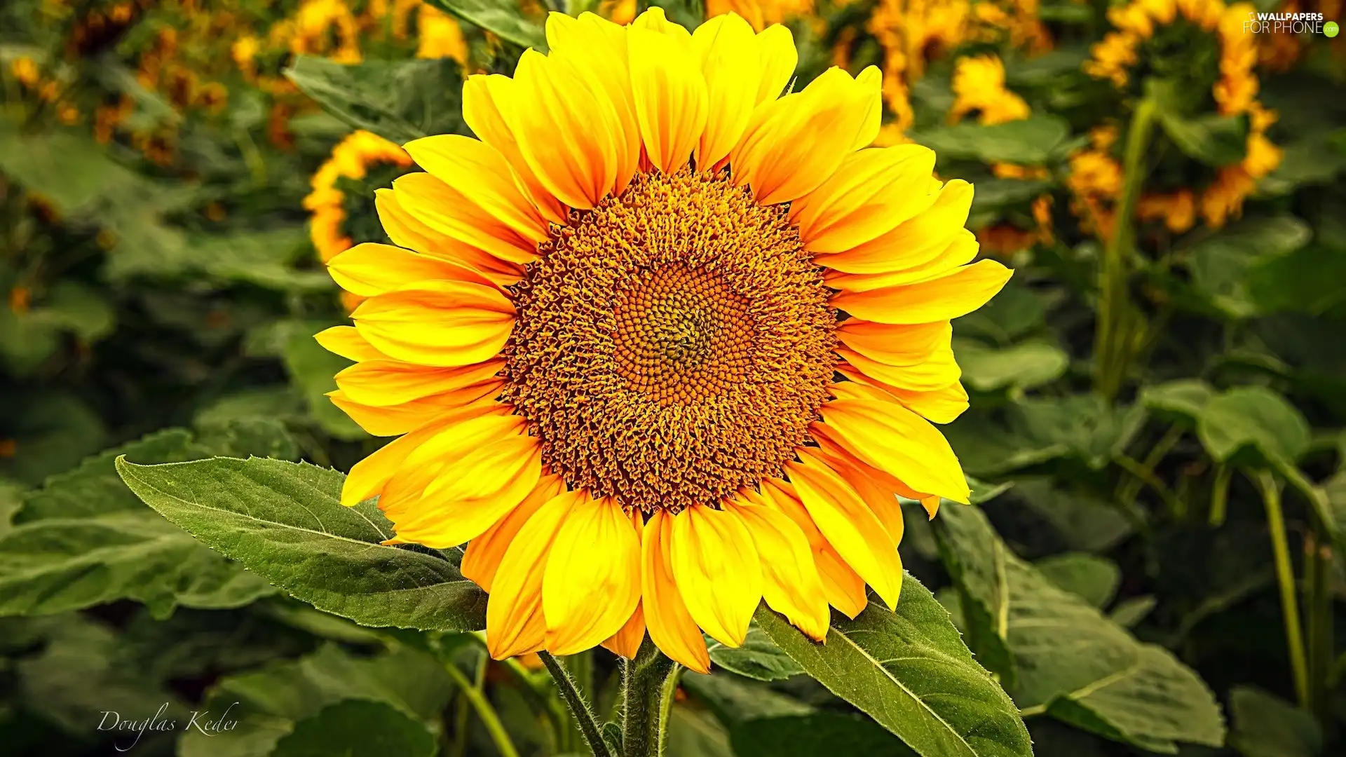 Colourfull Flowers, Sunflower, Leaf, bloom