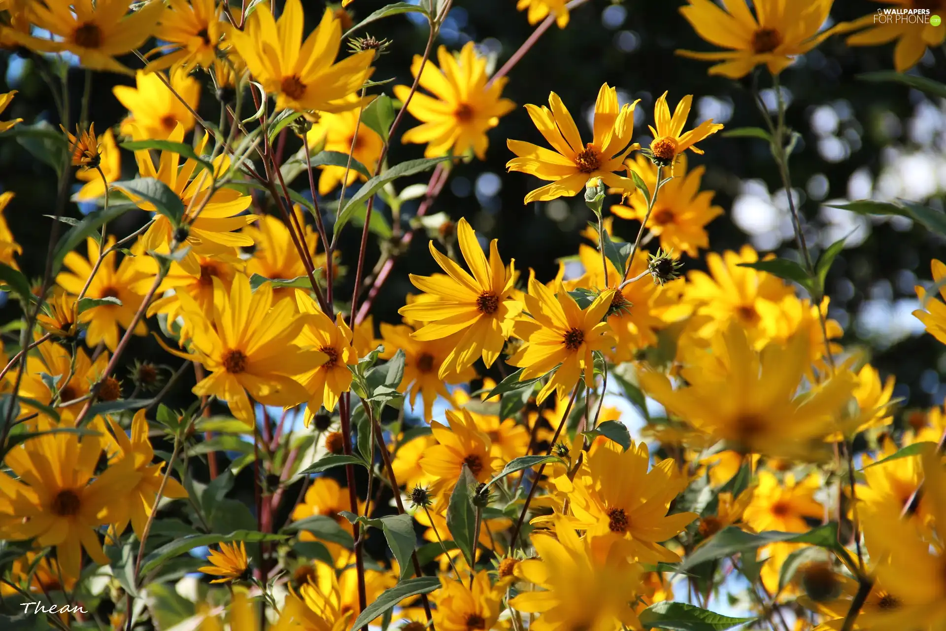 Flowers, Yellow, sunny